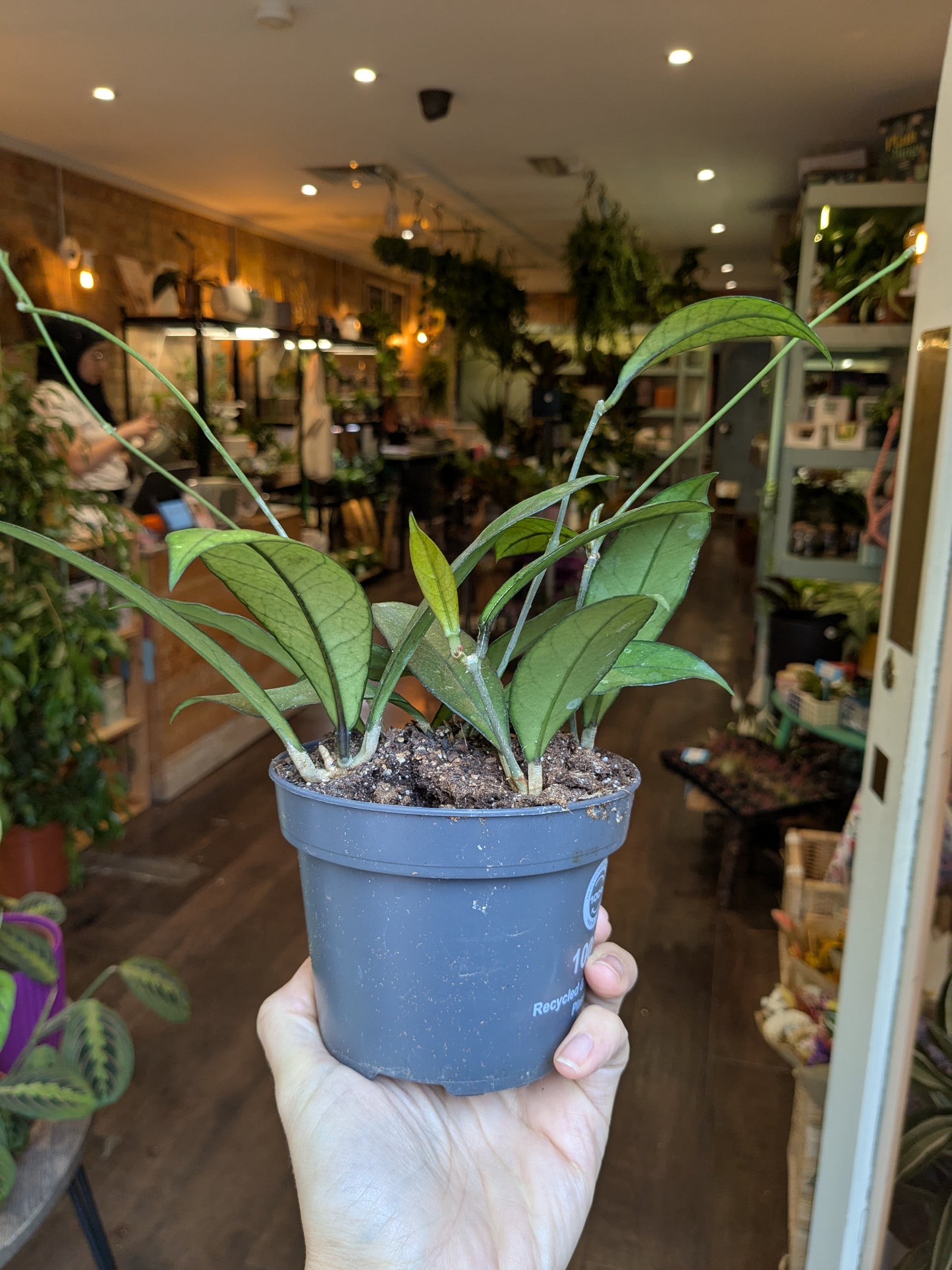 Potted plant held in a hand with a store interior in the background