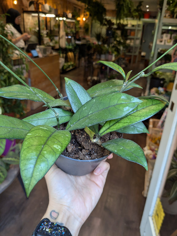 Hand holding a potted plant in an indoor setting with blurred background
