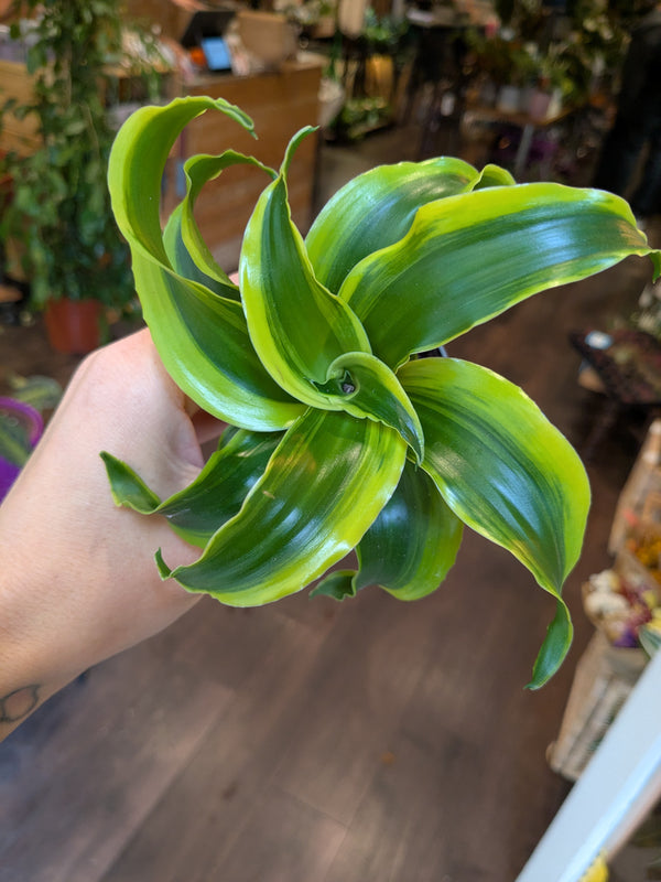 Hand holding a large green leafy plant with a blurred indoor background