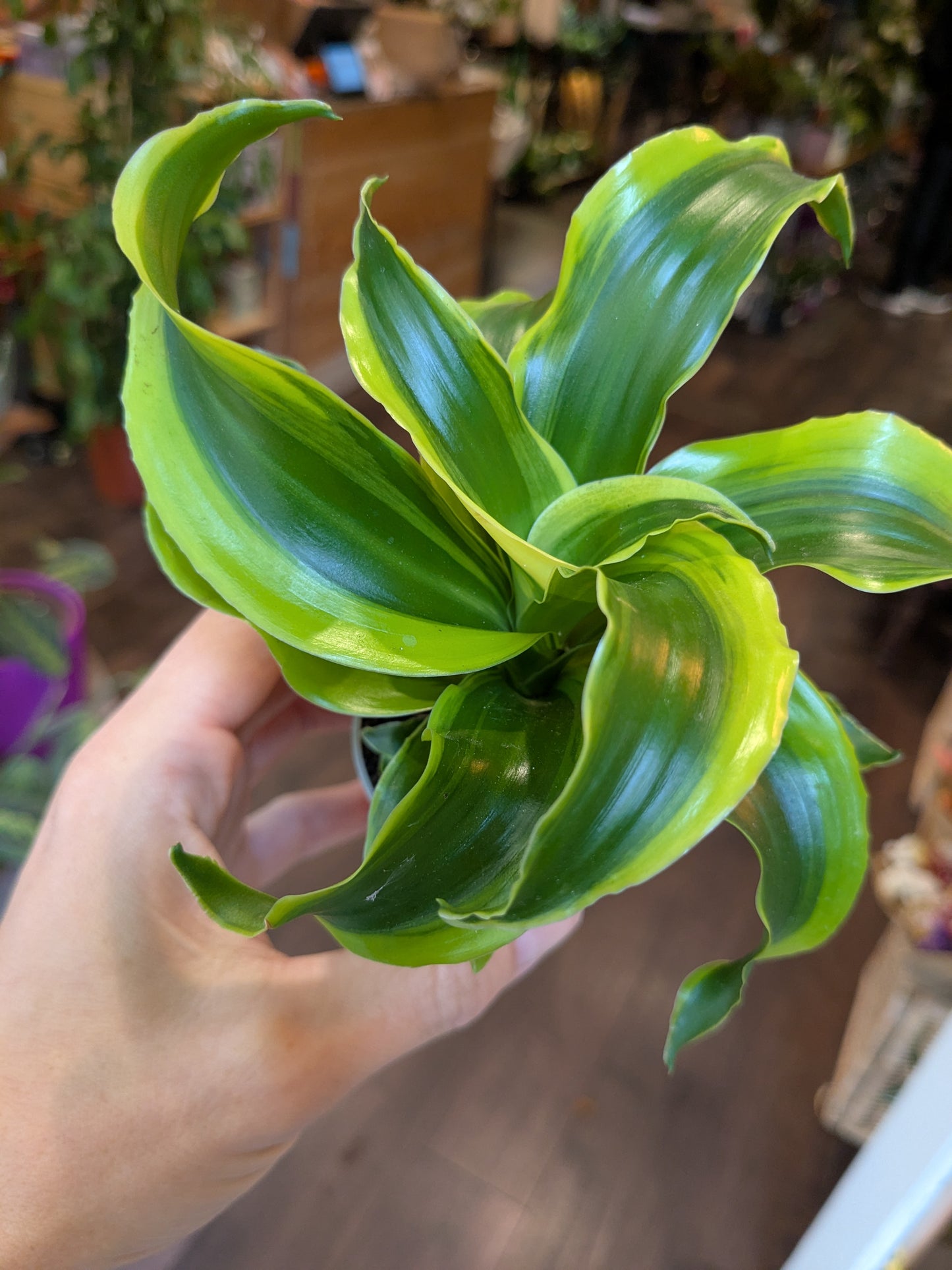 Hand holding a green leafy plant with a blurred indoor background