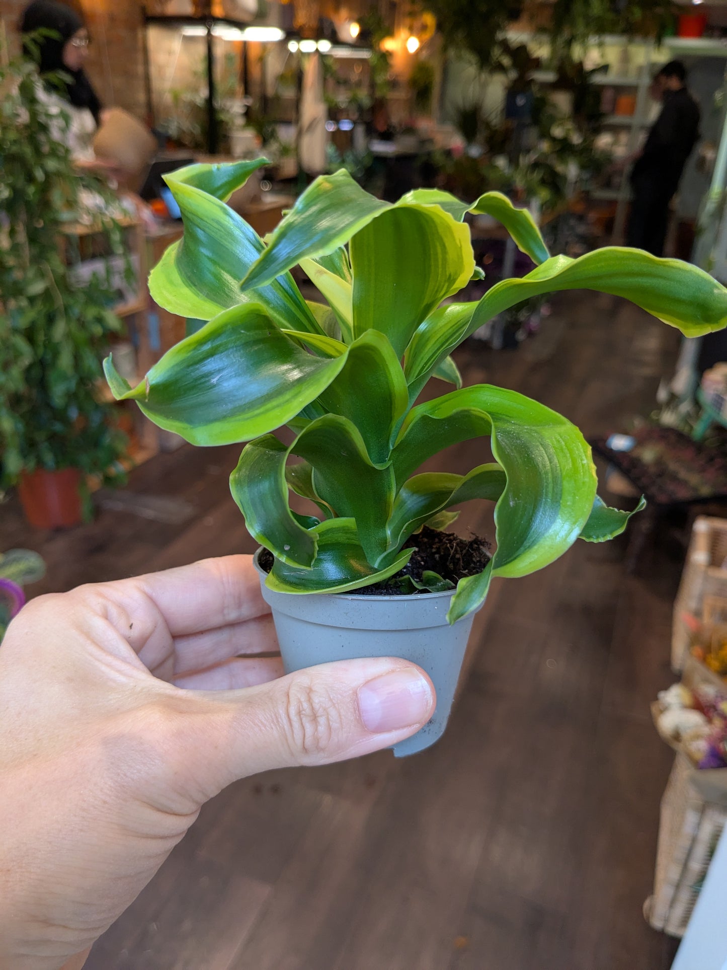 Hand holding a small potted plant in an indoor setting with blurred background