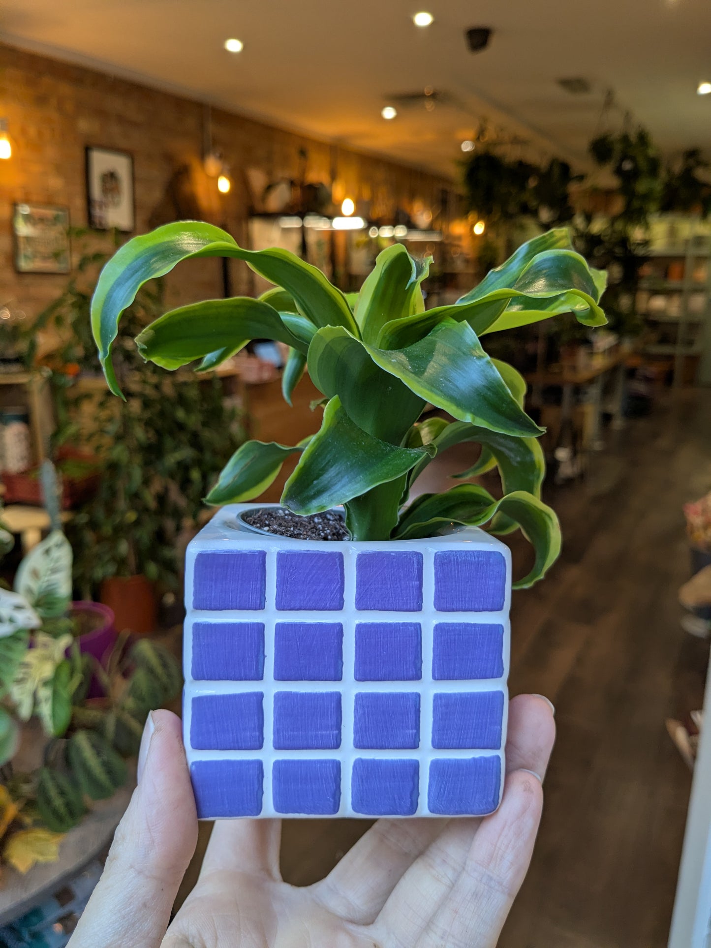 Blue grid-patterned planter with a green plant held in front of a blurred indoor setting.