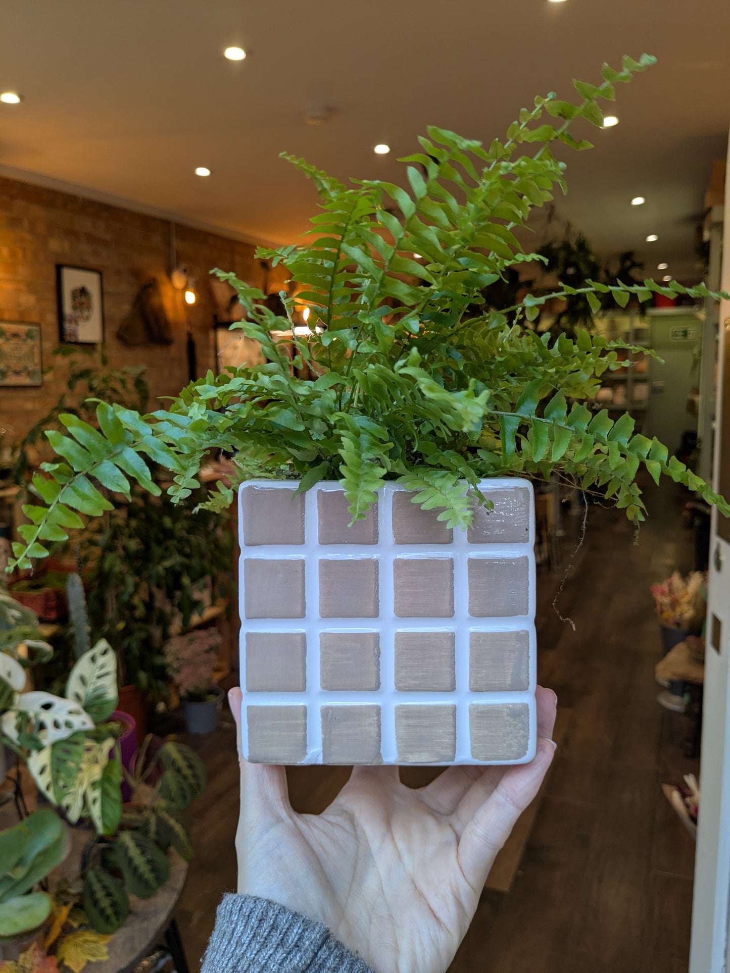 Person holding a potted fern with a grid-patterned pot in a store setting