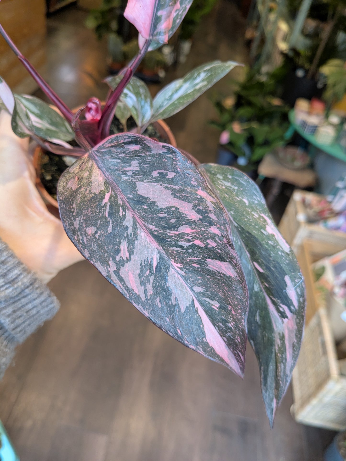 Close-up of a polka dot plant with pink and green leaves, blurred background