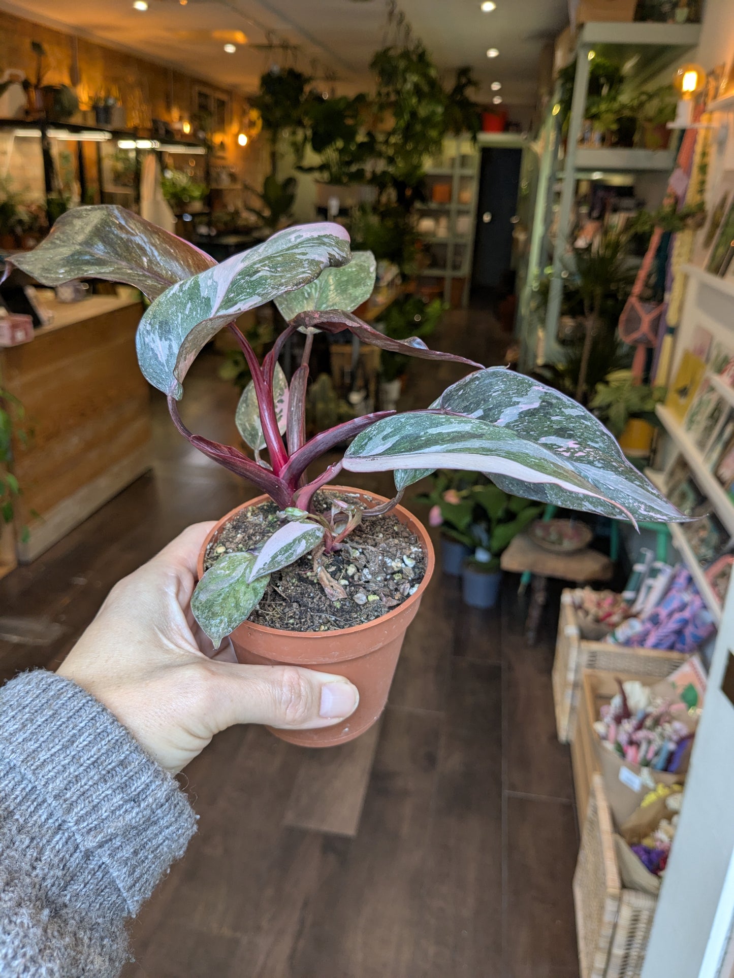 Person holding a potted plant in a store setting