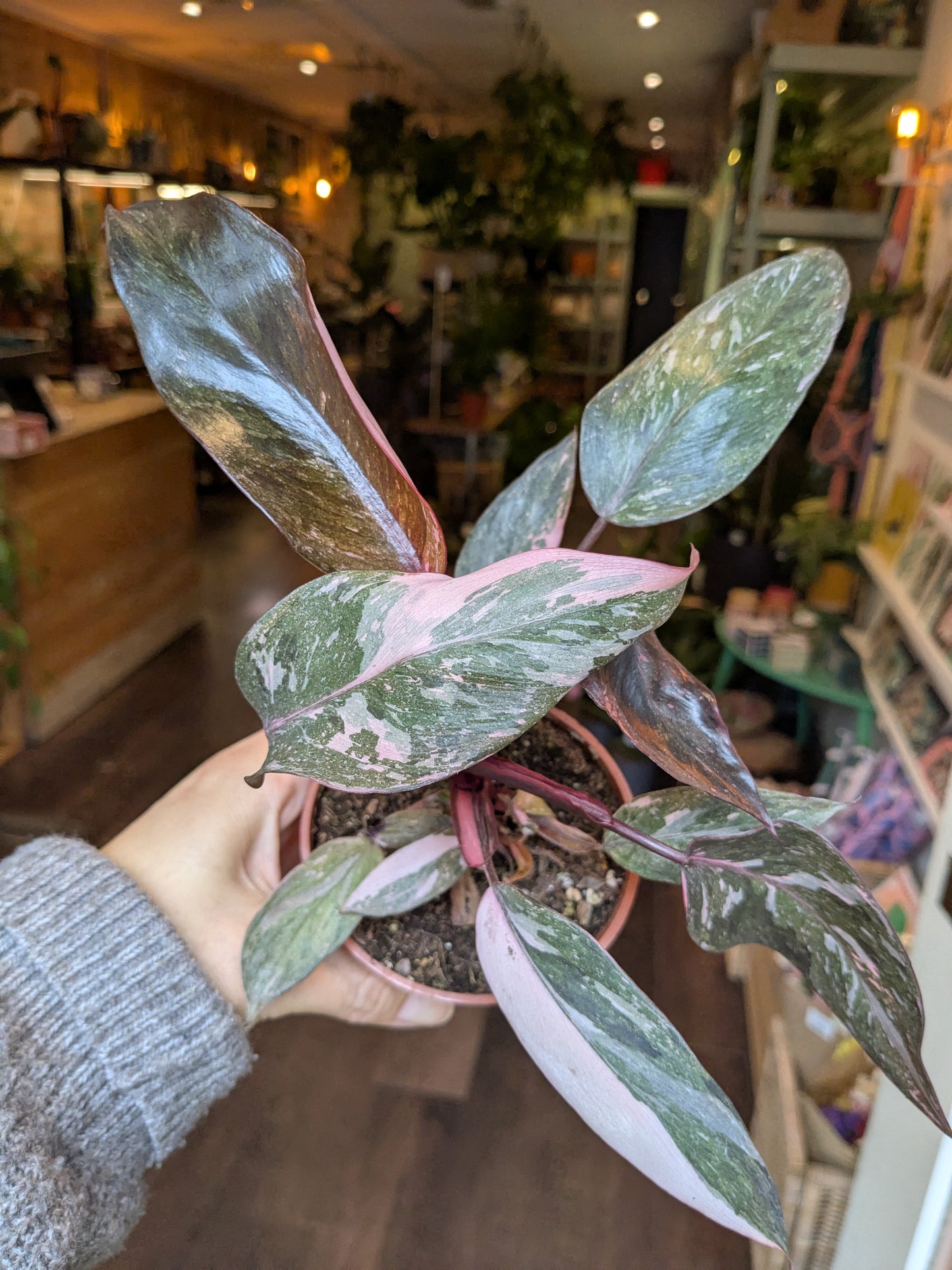Person holding a potted plant with green and pink leaves in an indoor setting.