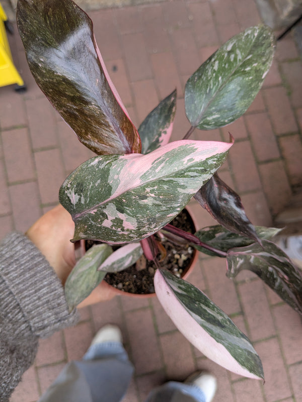 Potted plant with pink and green leaves held by a person on a brick pavement.