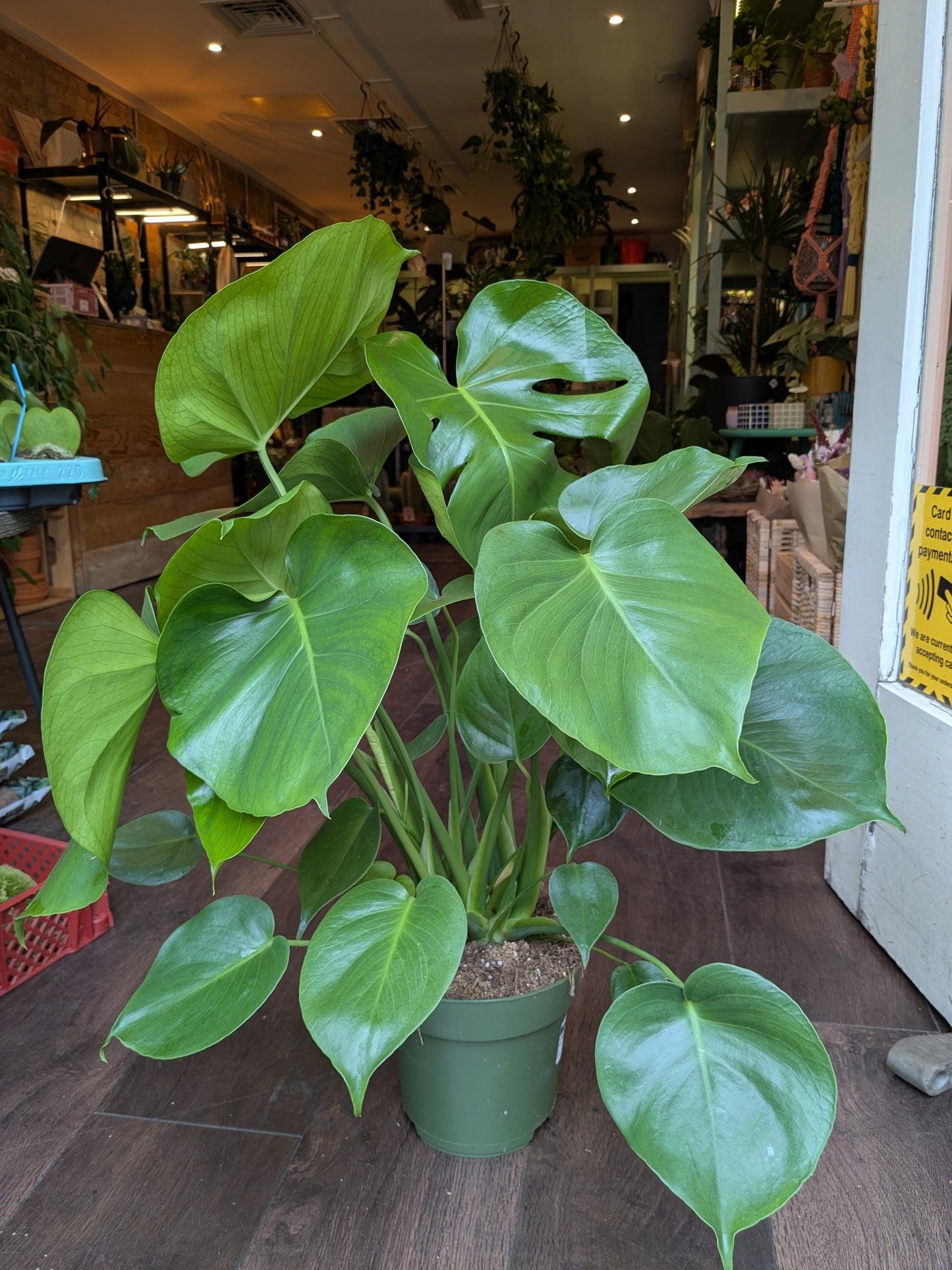 Potted plant on a wooden floor in an indoor setting