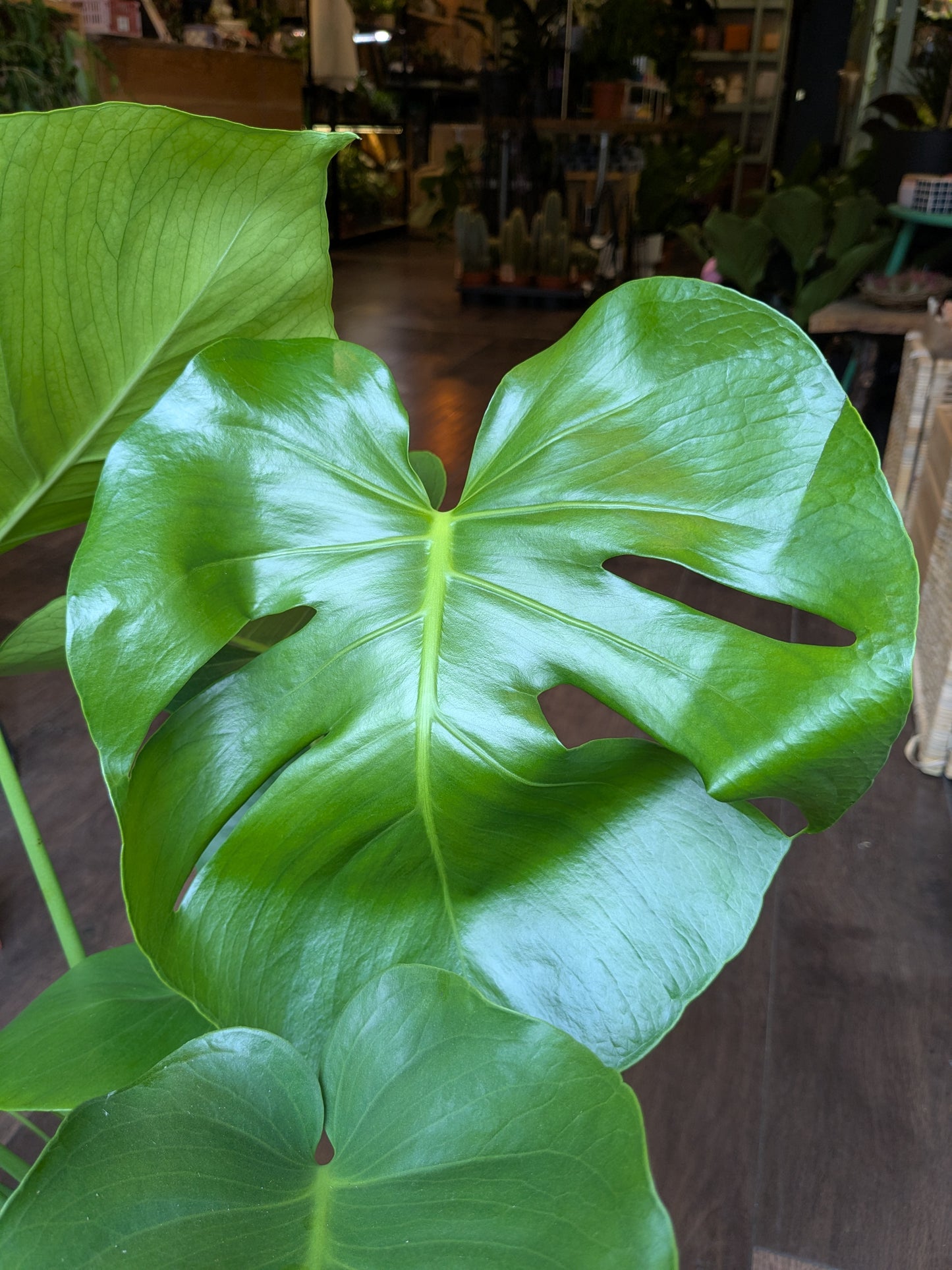 Close-up of a large green leaf with a blurred indoor background