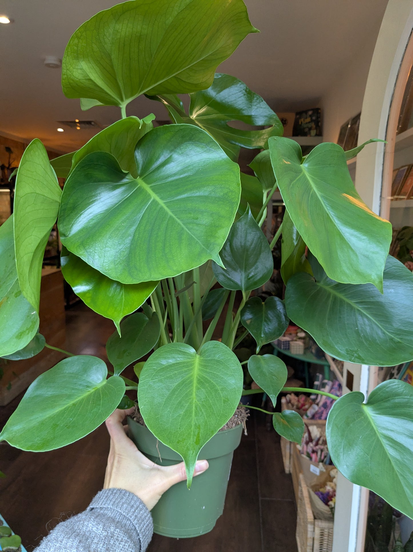 Person holding a potted plant in an indoor setting