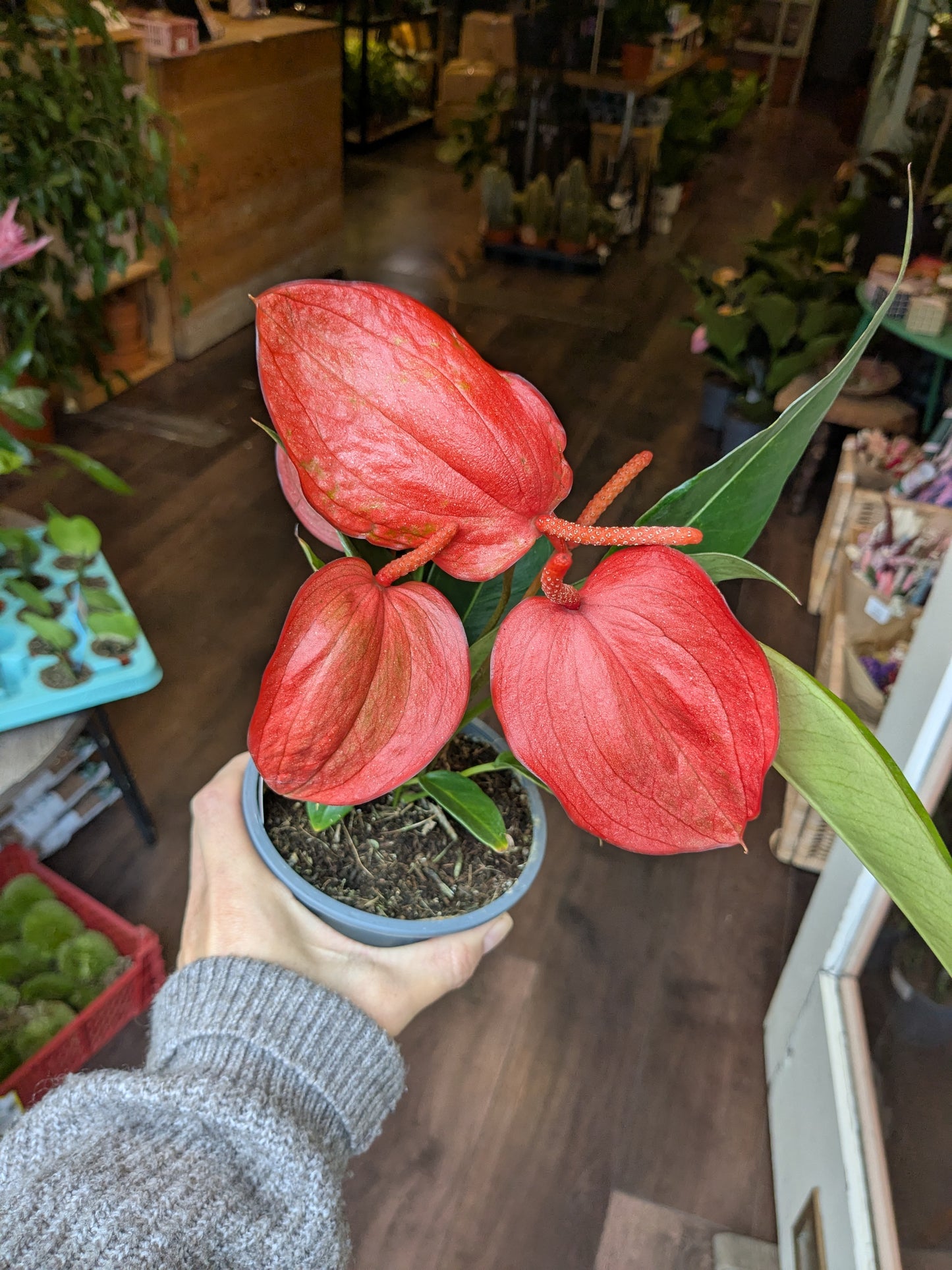 Person holding a potted plant with red flowers in an indoor setting