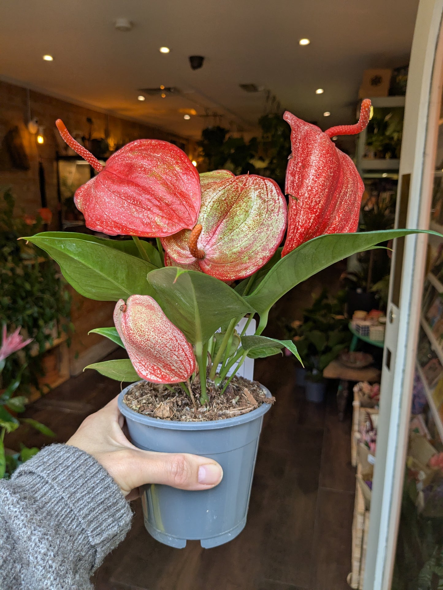 Potted plant with pink and green flowers held by a person indoors.