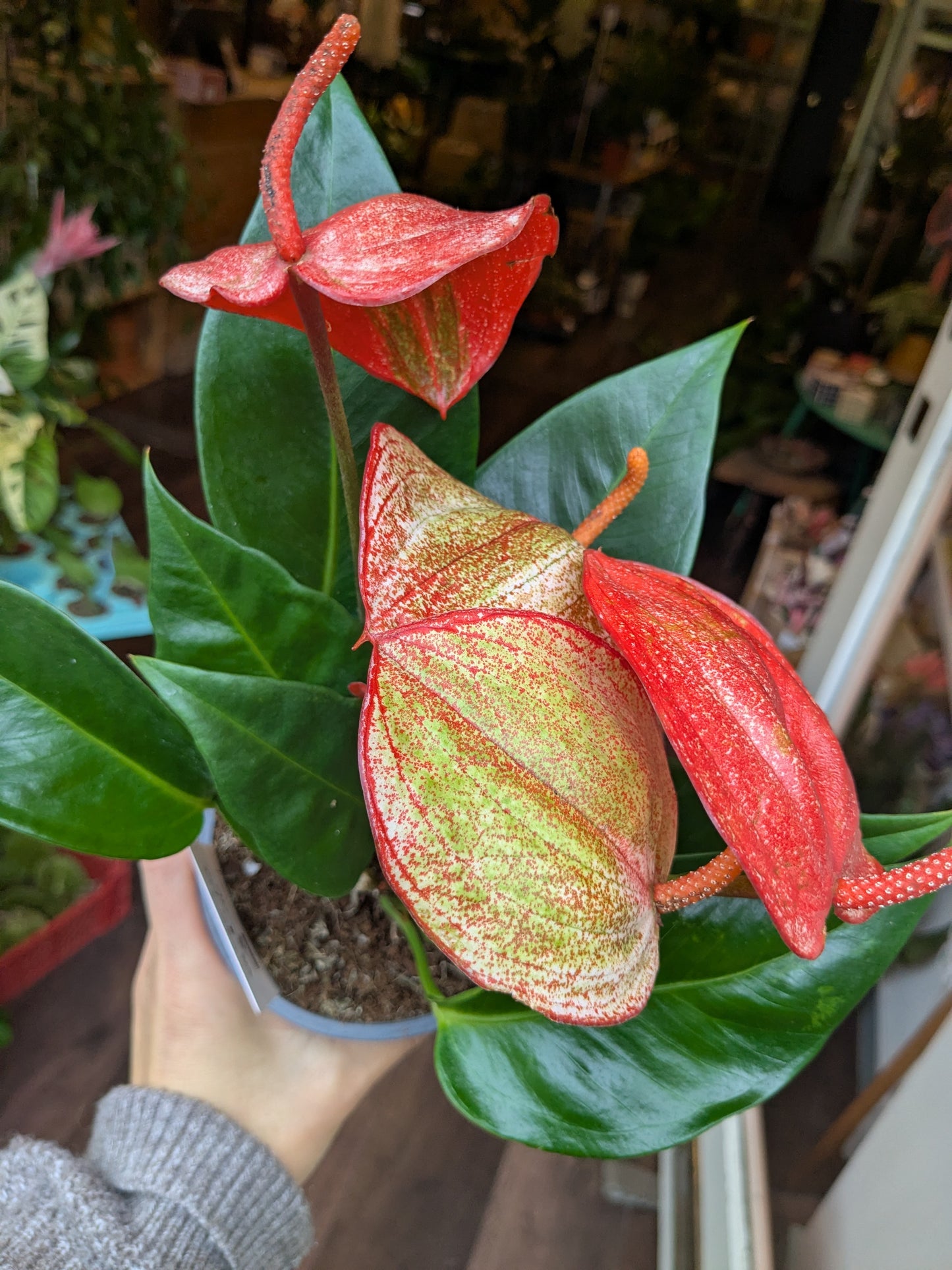 Potted plant with red and green leaves held by a person in an indoor setting
