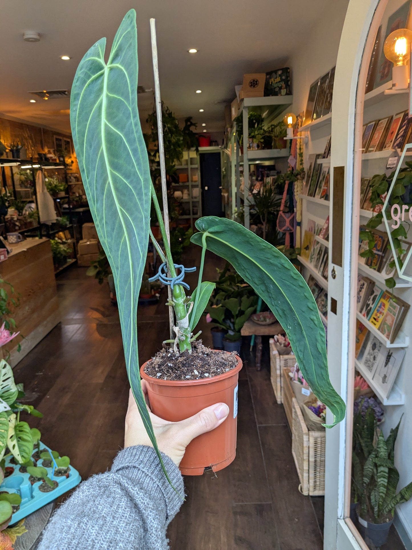 Potted plant held in a store with shelves and decor in the background