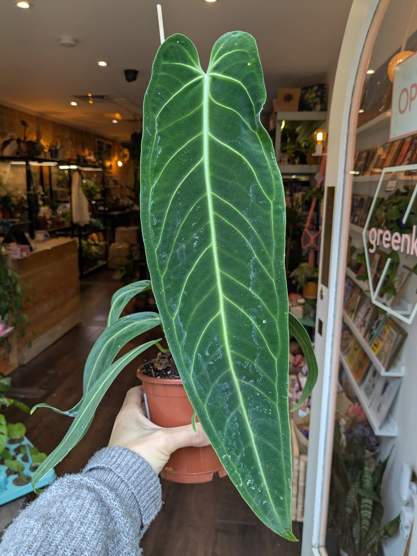 Person holding a large green leafy plant in a store setting