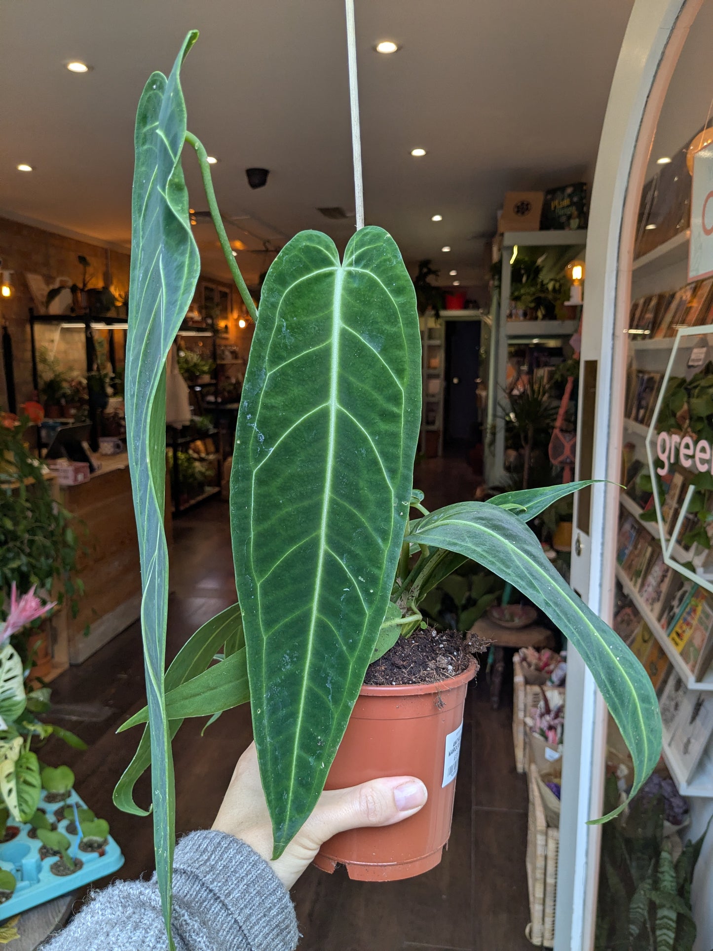 Potted plant held in front of a store interior with shelves and products.
