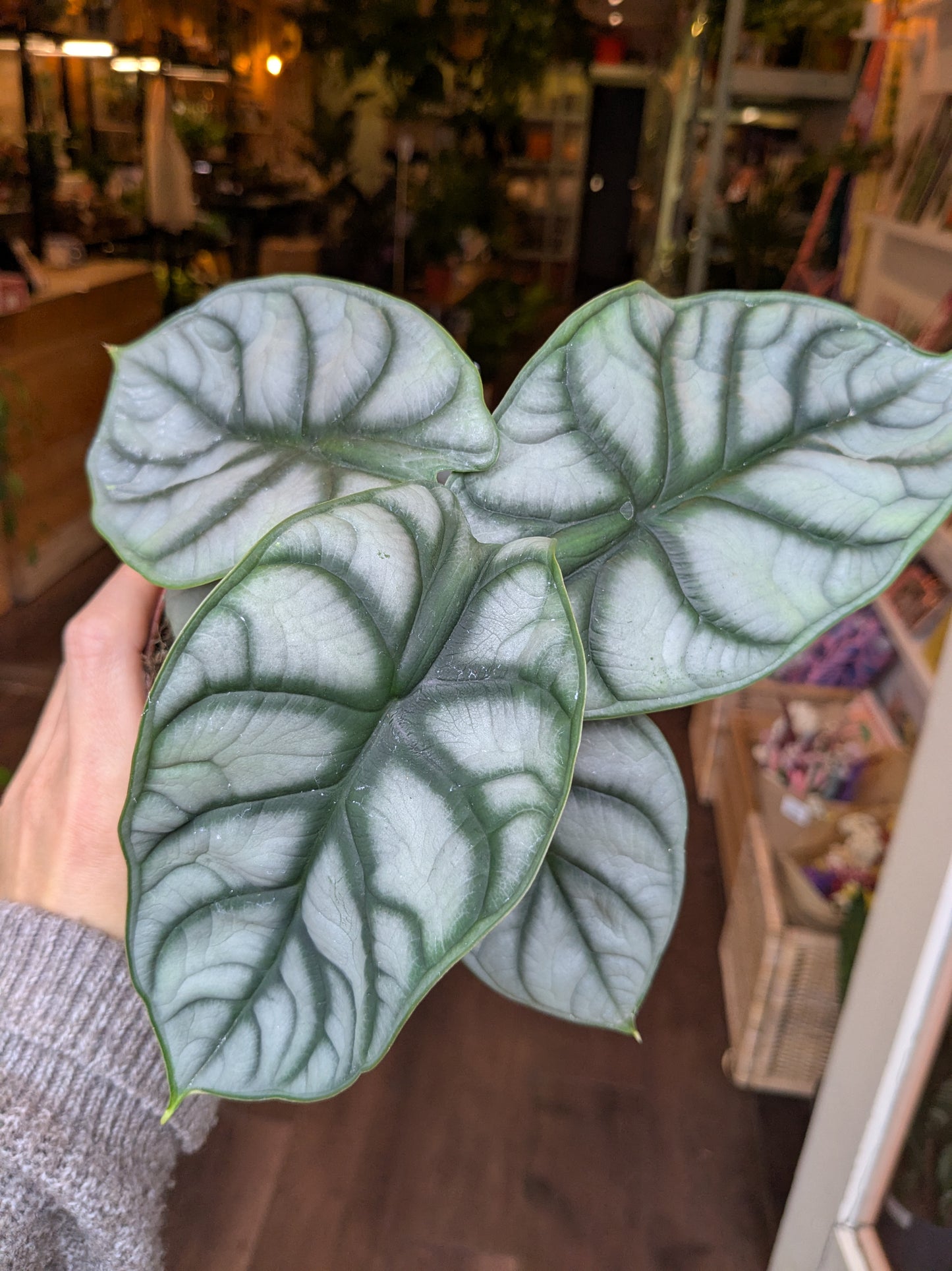 Close-up of a leaf with a blurred indoor background