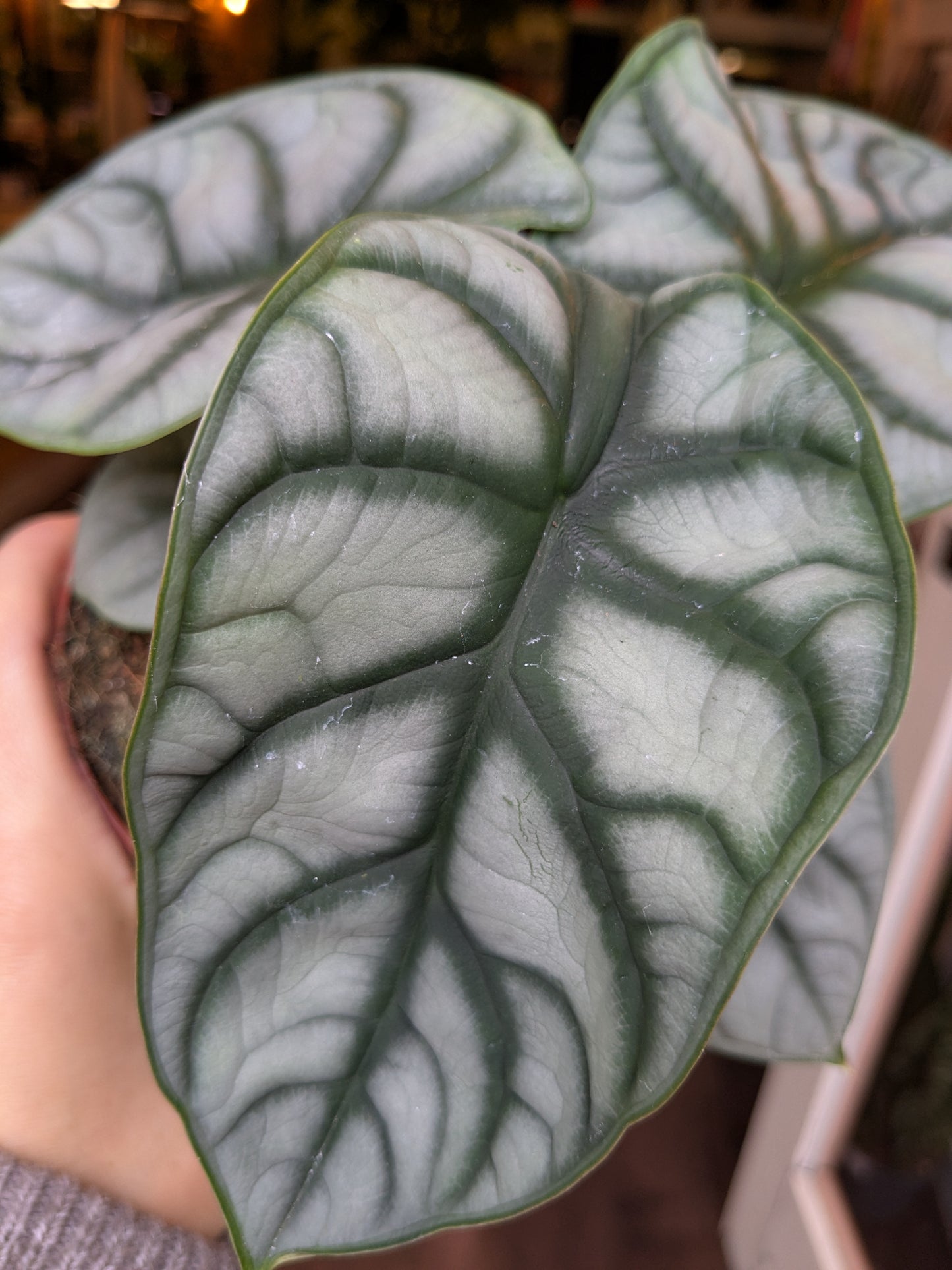 Close-up of a large green leaf with a blurred background