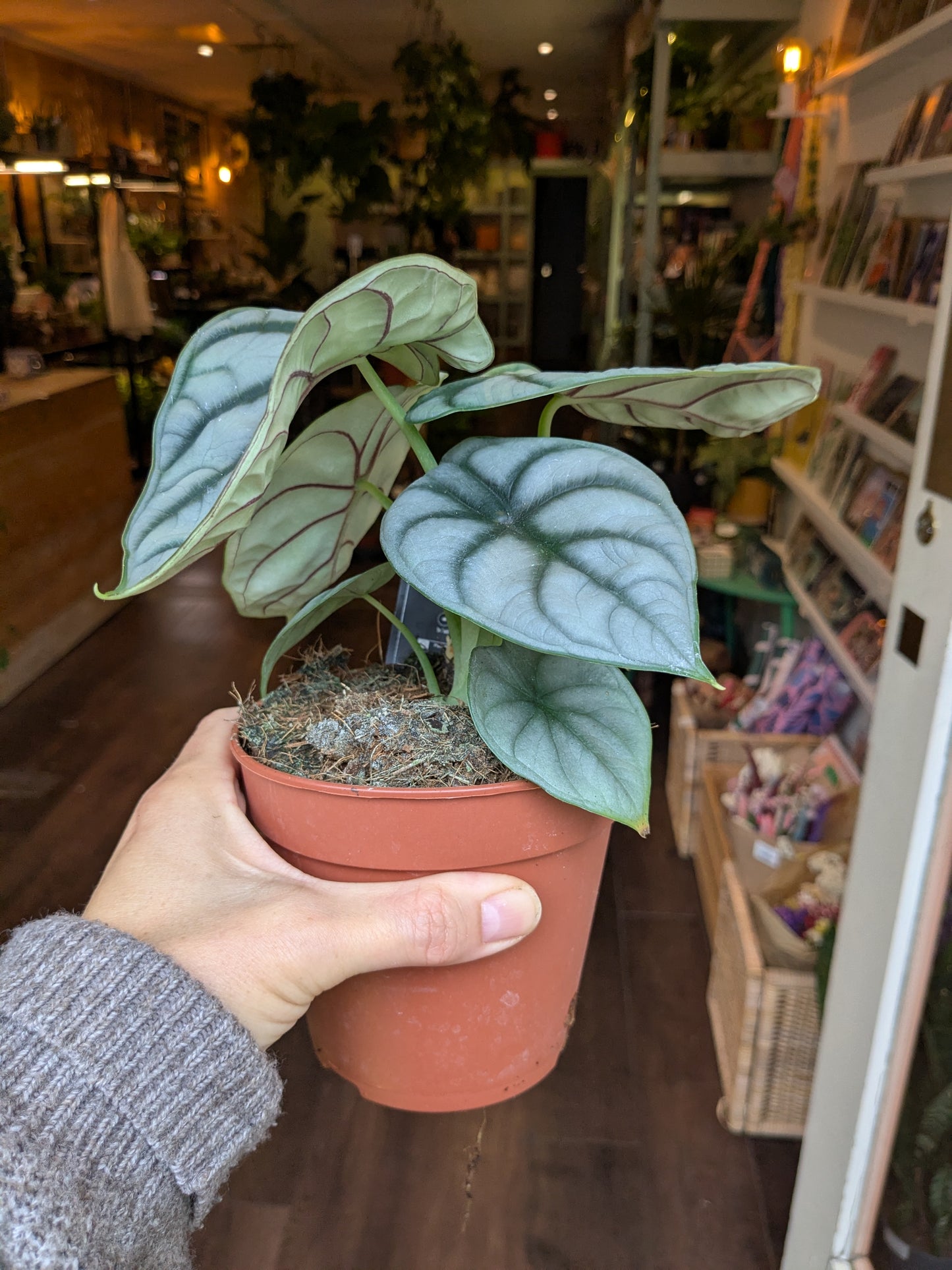 Hand holding a potted plant in an indoor setting with books and decor.
