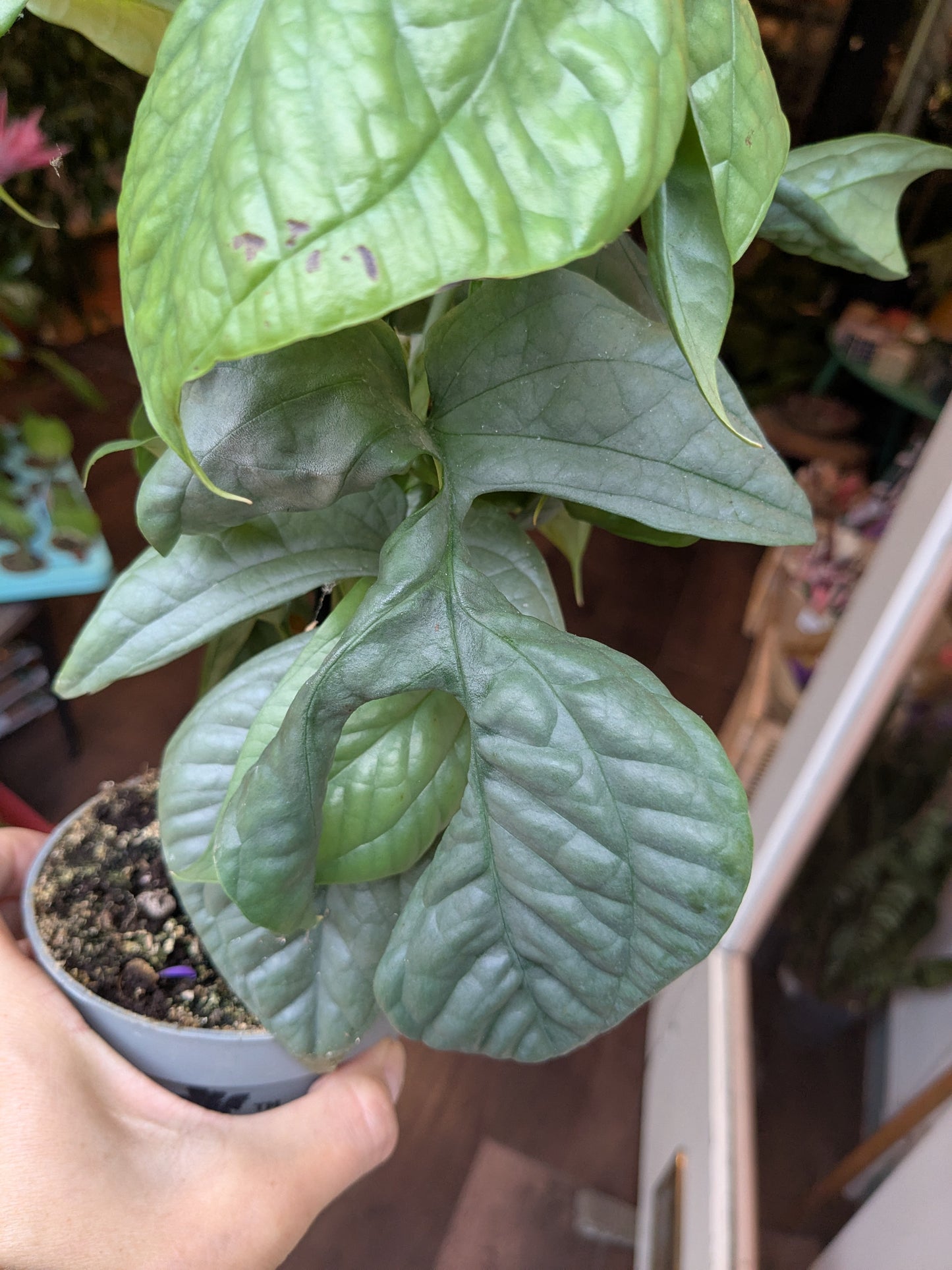 Potted plant held by a person with a blurred background