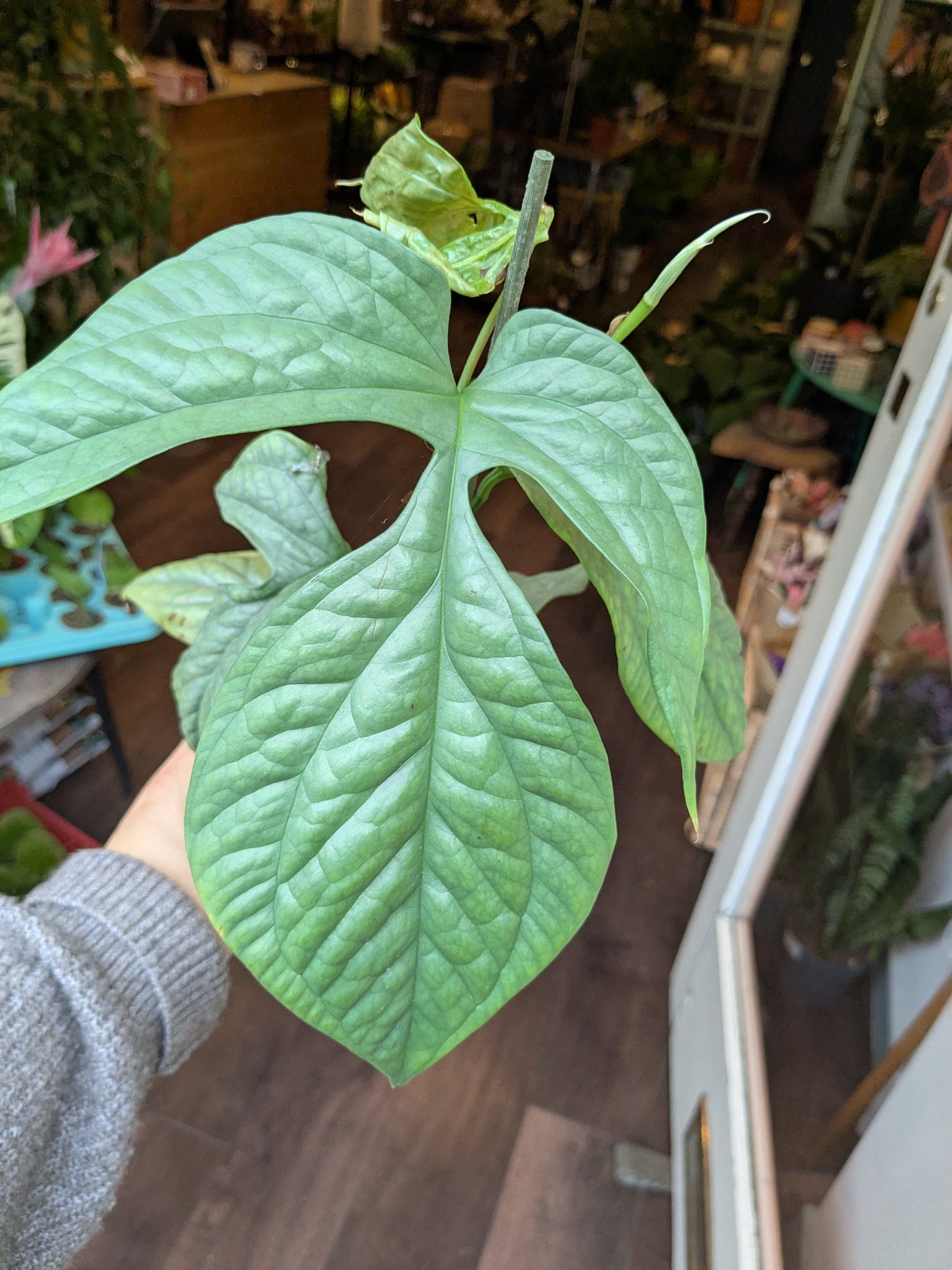 Large green leaf held by a person in an indoor setting with plants and furniture.