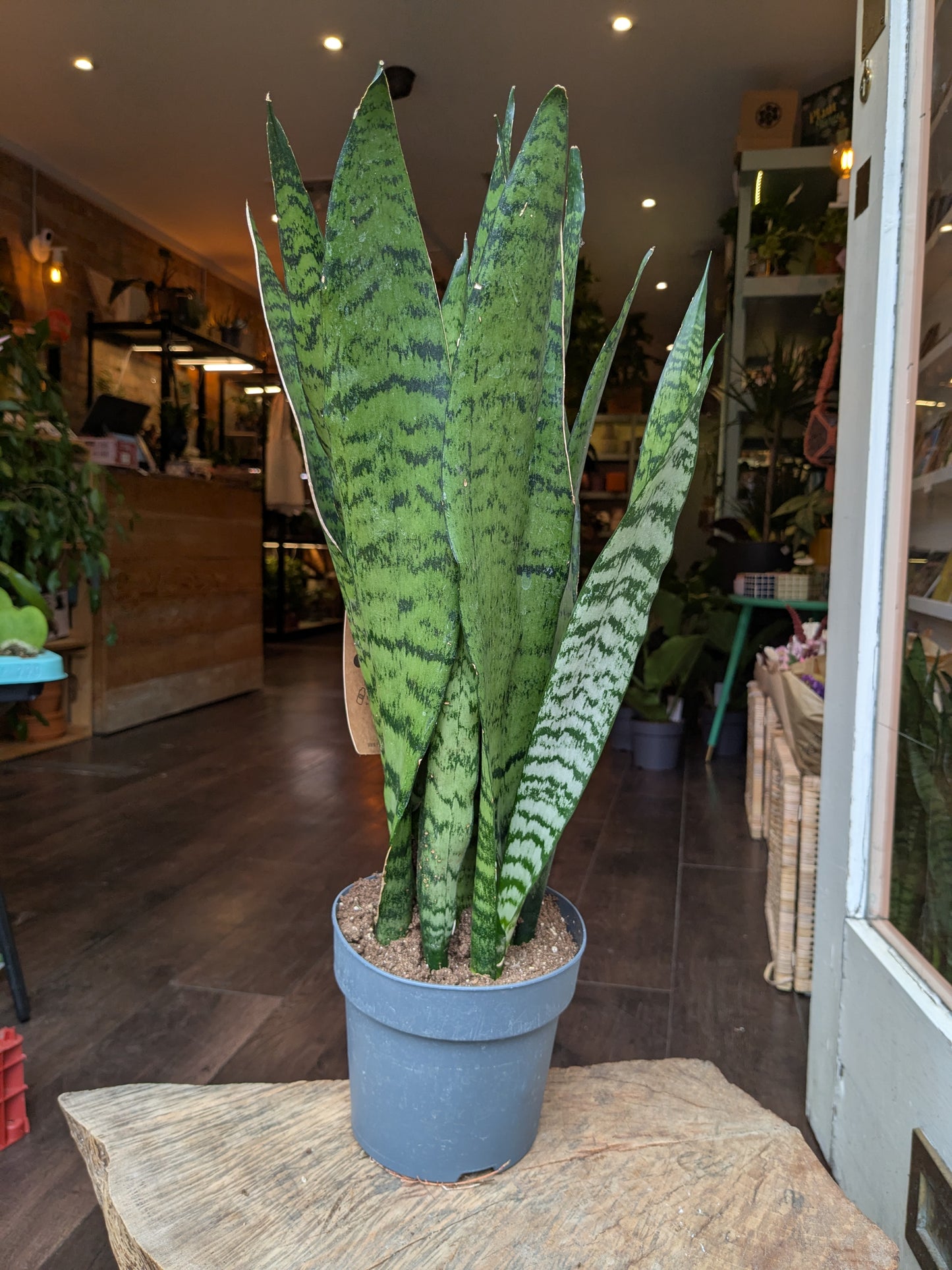 Potted snake plant on a stone surface in an indoor setting