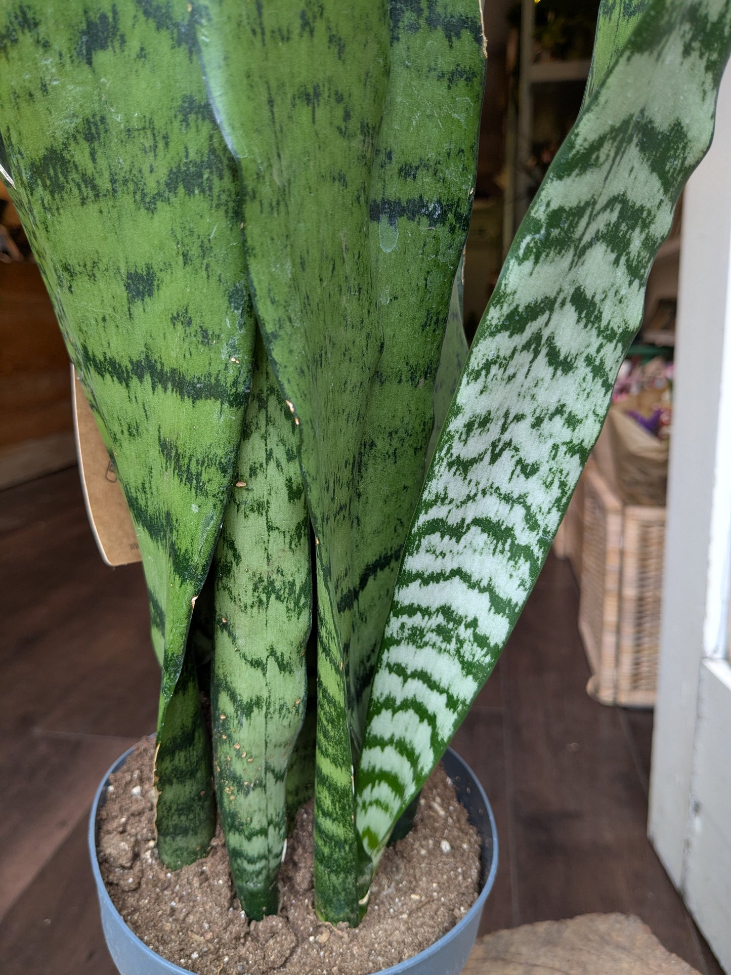 Potted snake plant with green and white striped leaves indoors.