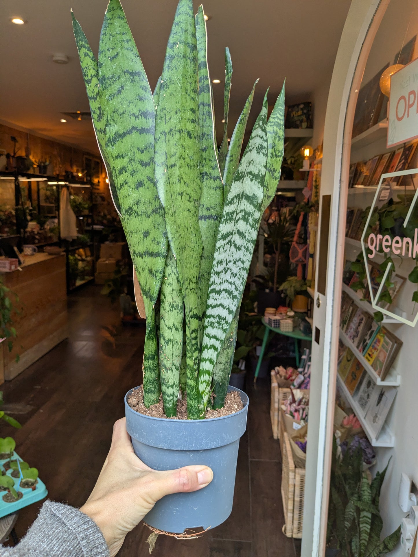 Person holding a potted snake plant in a store setting
