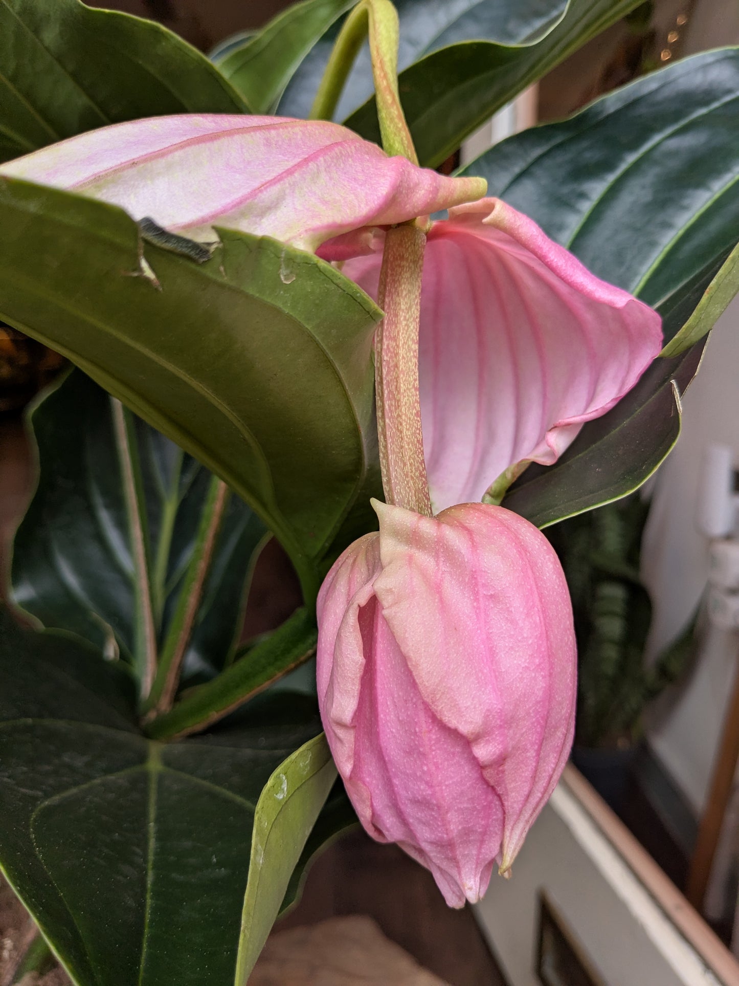 Pink flower with green leaves in a natural setting
