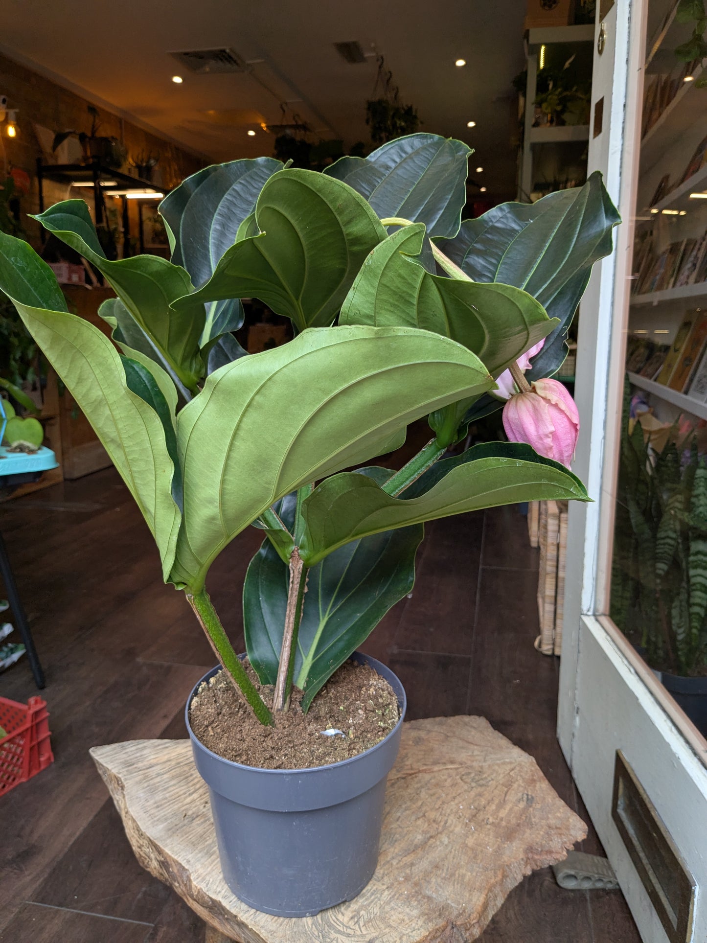 Potted plant on a wooden surface with a store interior in the background