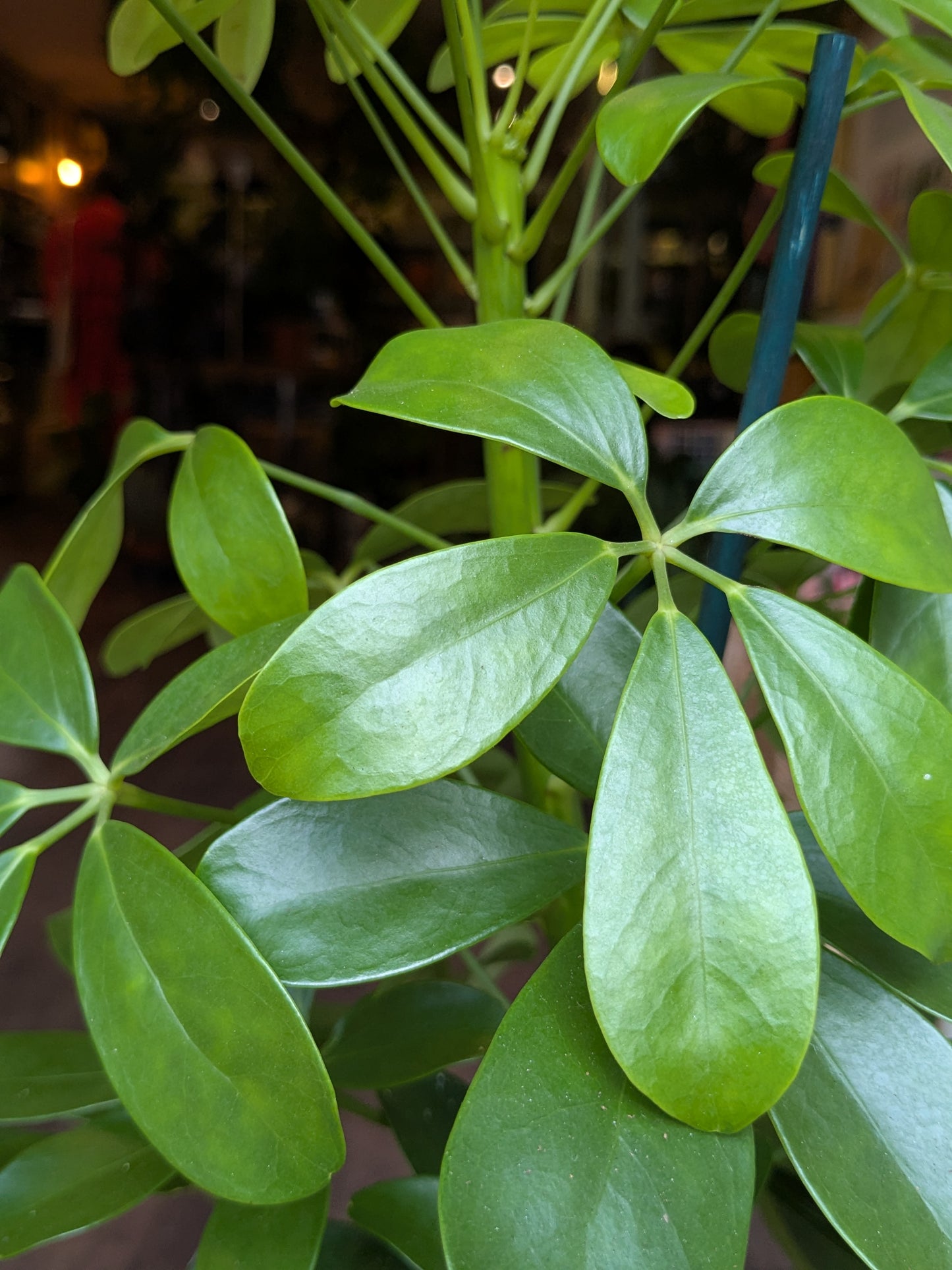 Close-up of a green leafy plant with a blurred background