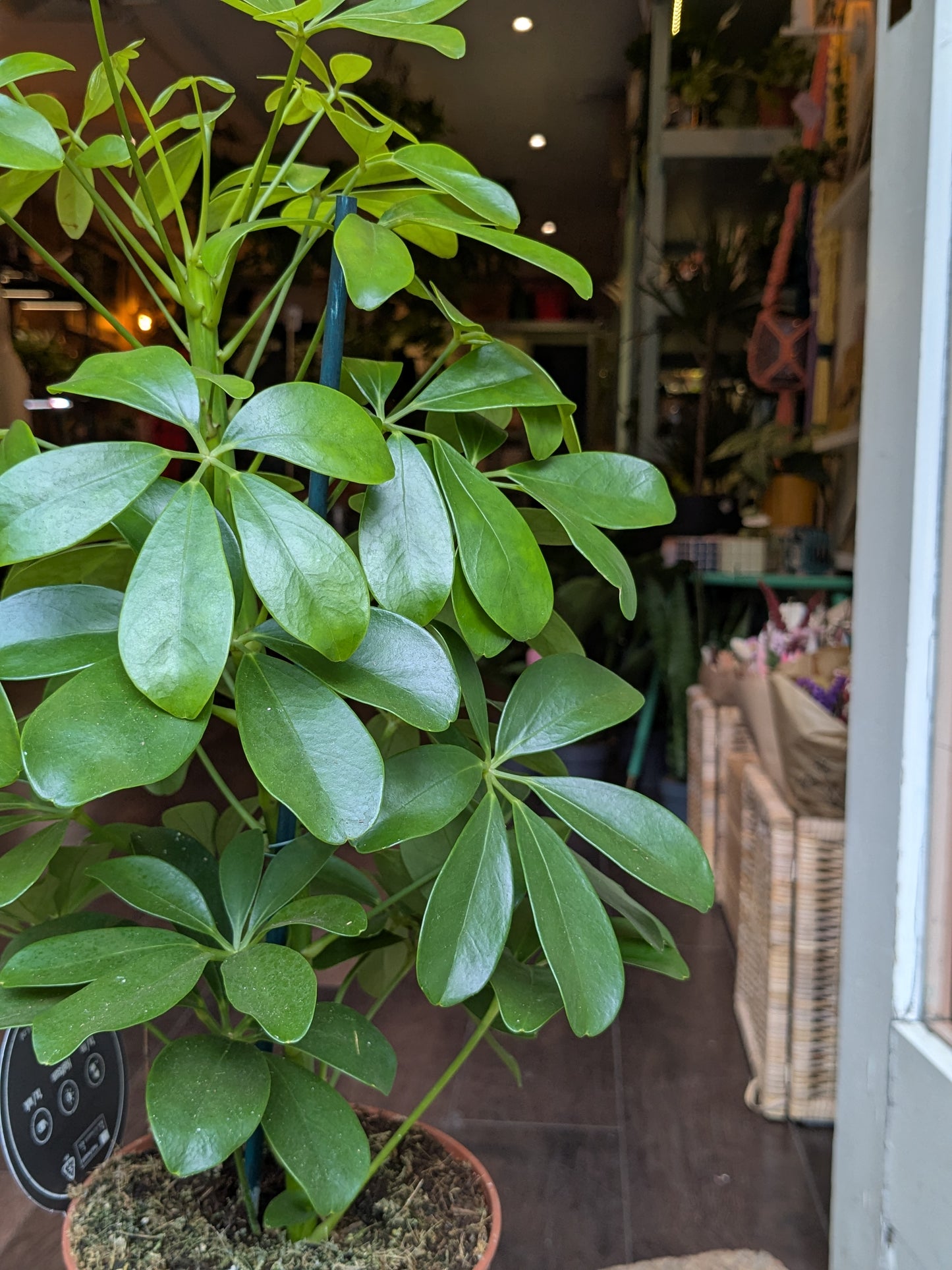 Potted plant with green leaves in a room setting