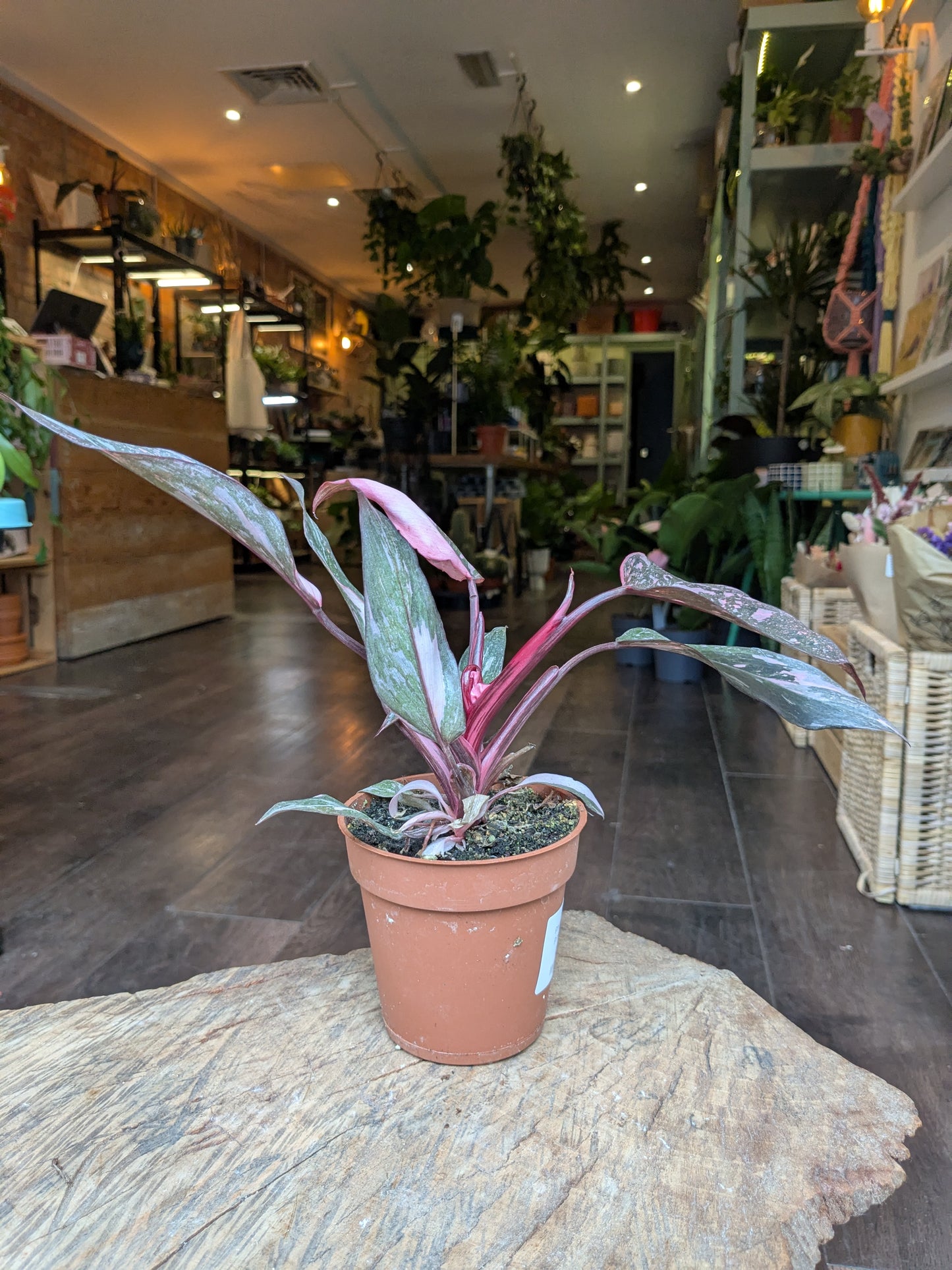 Potted plant on a stone surface in a store setting with other plants and furniture.