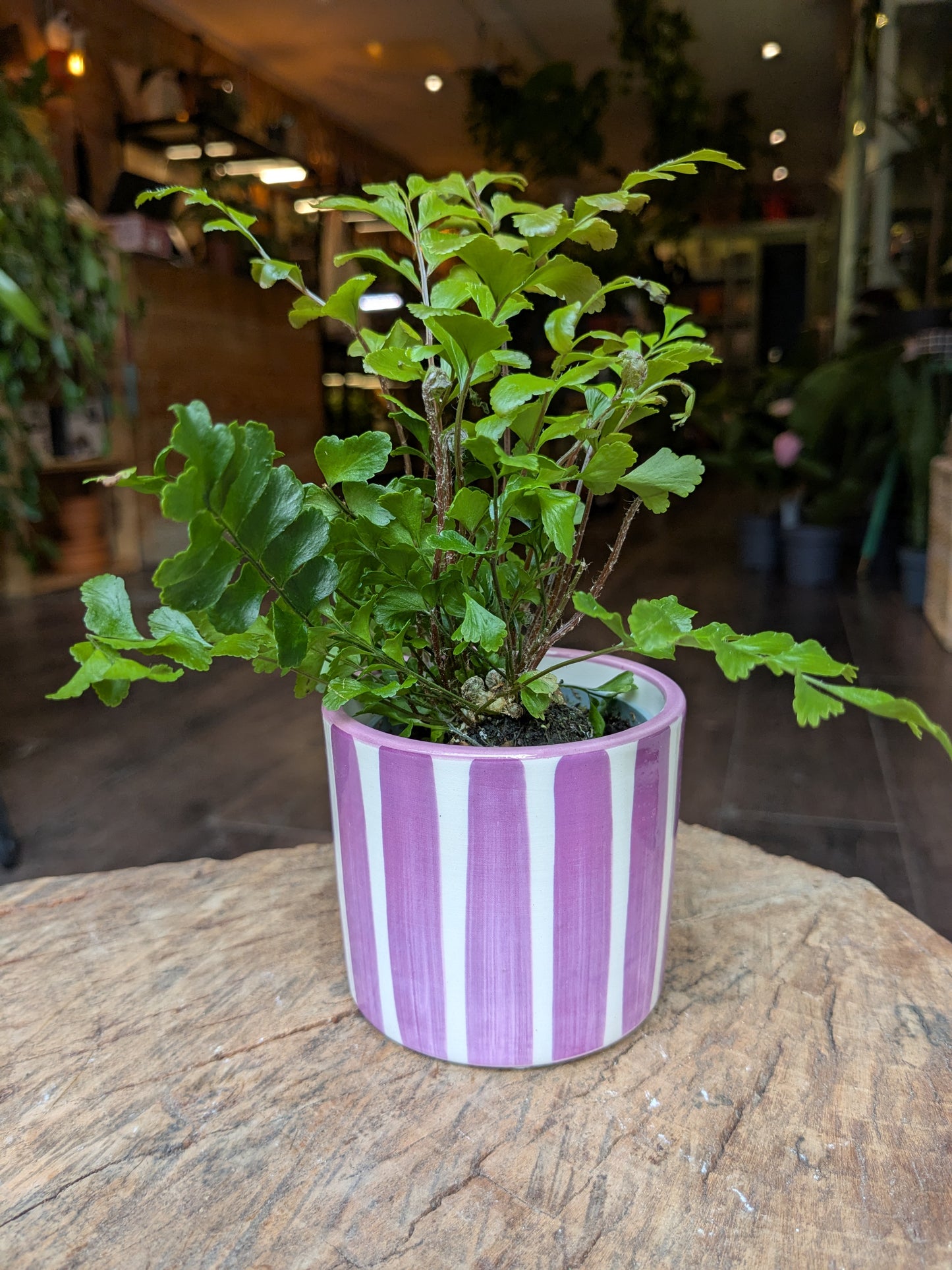 Potted plant with a purple and white striped pot on a wooden surface