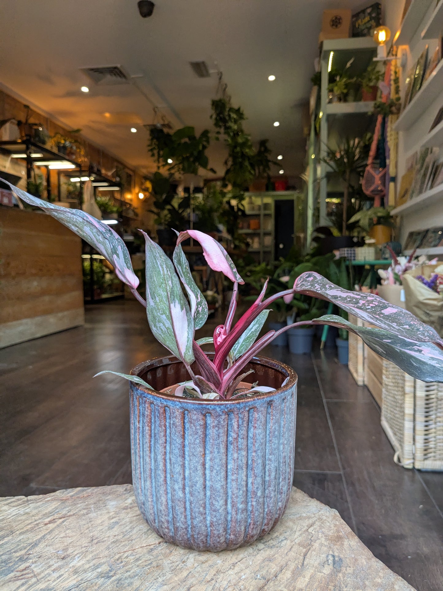Potted plant on a table in a store with shelves and other plants in the background