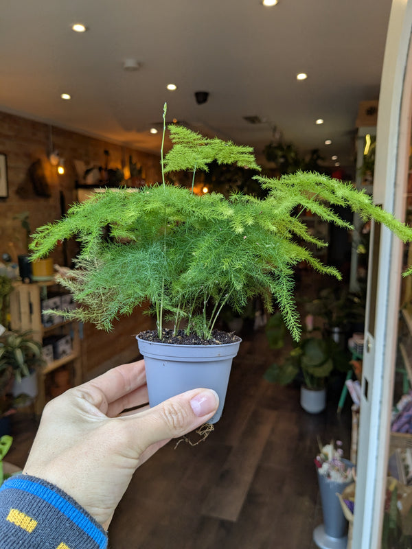 Person holding a potted plant in an indoor setting with wooden flooring and shelves.