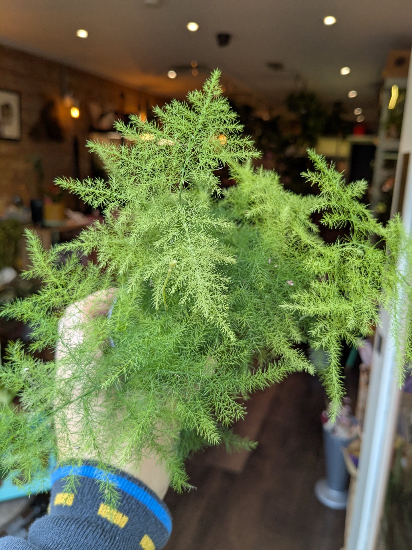 Person holding a green fern plant indoors with a blurred background