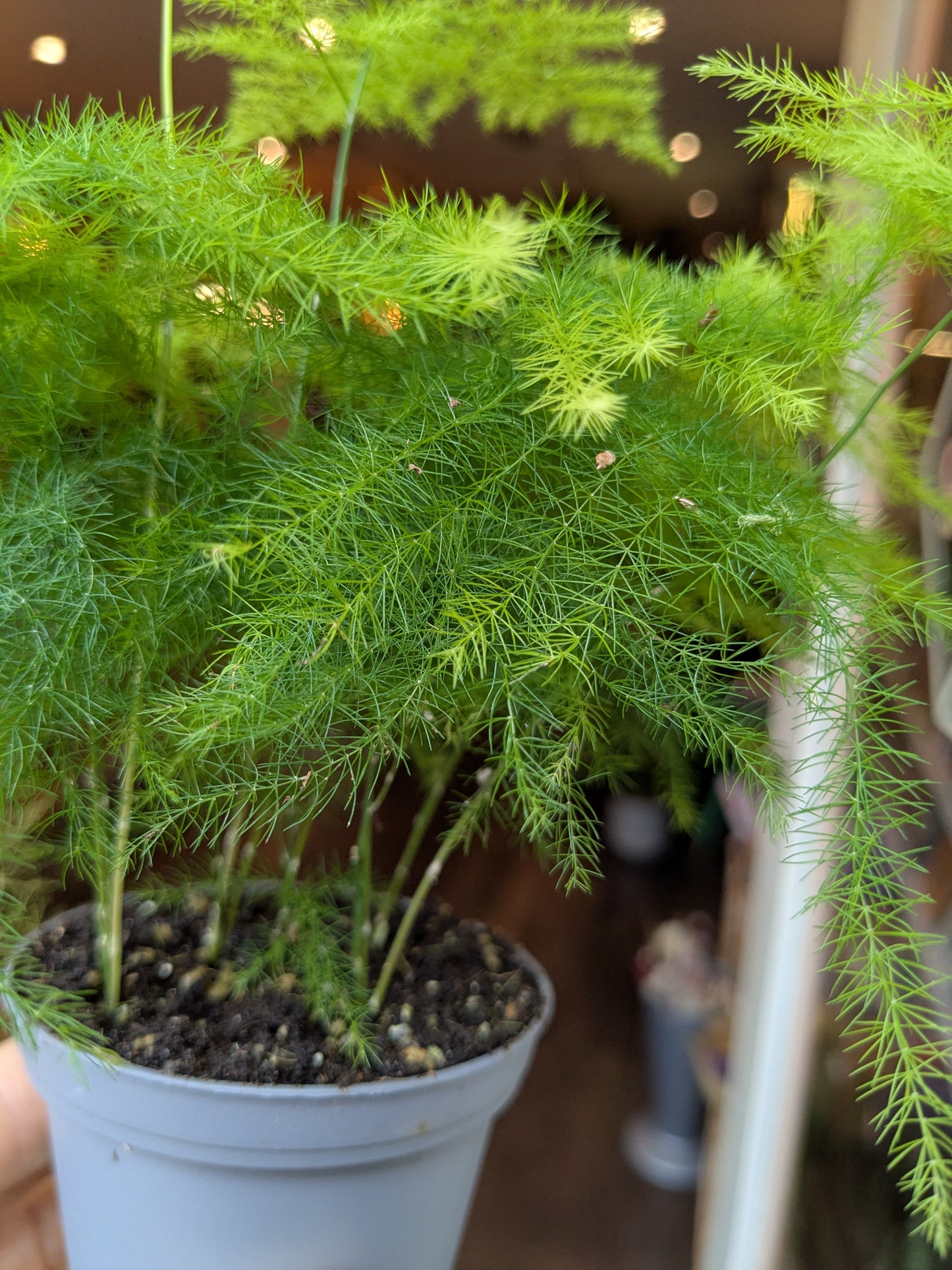 Potted plant with green foliage in a blurred indoor setting