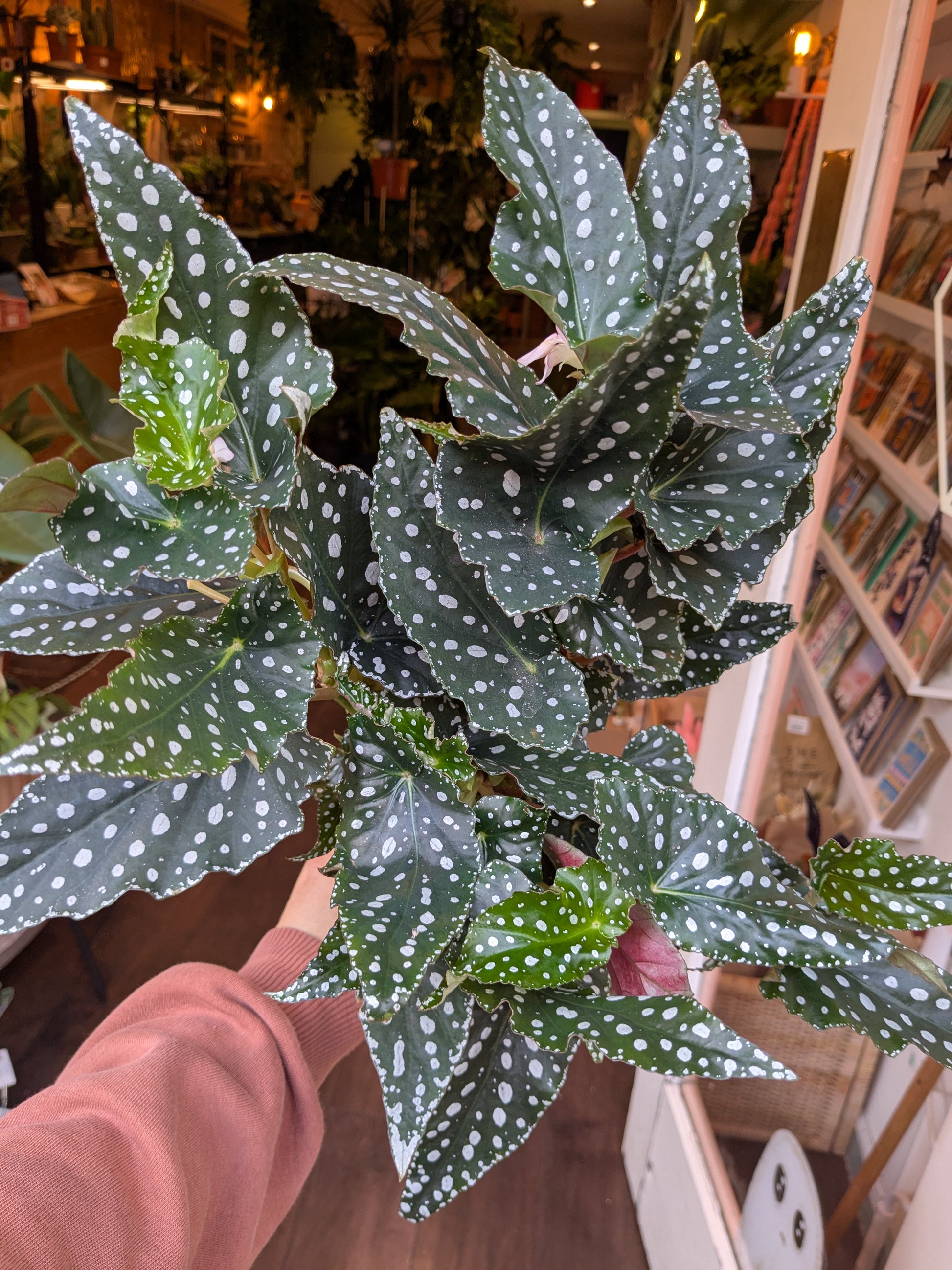 Polka dot plant held by a person in an indoor setting with bookshelves.