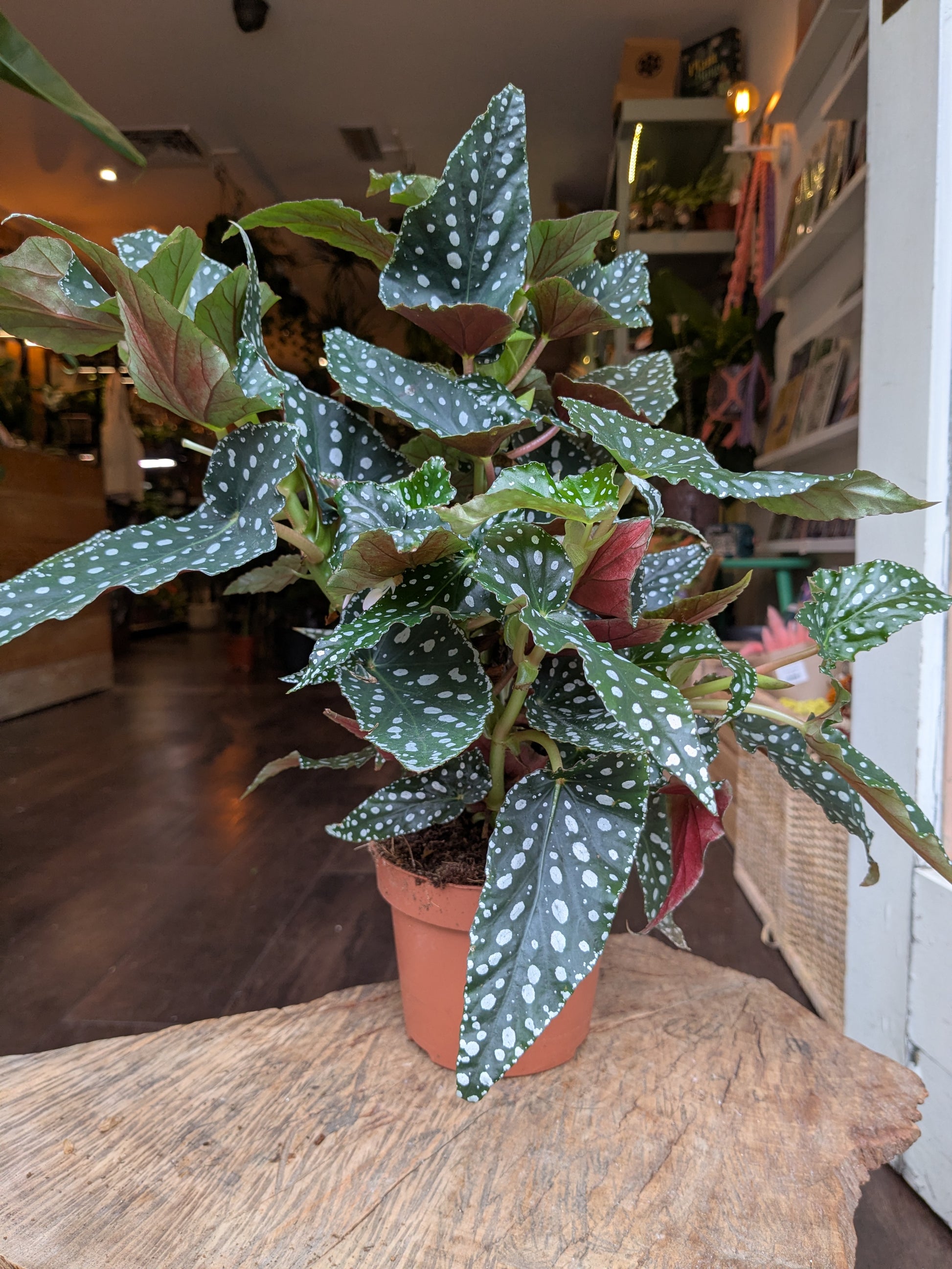 Polka dot plant in a pot on a wooden surface with a blurred indoor background