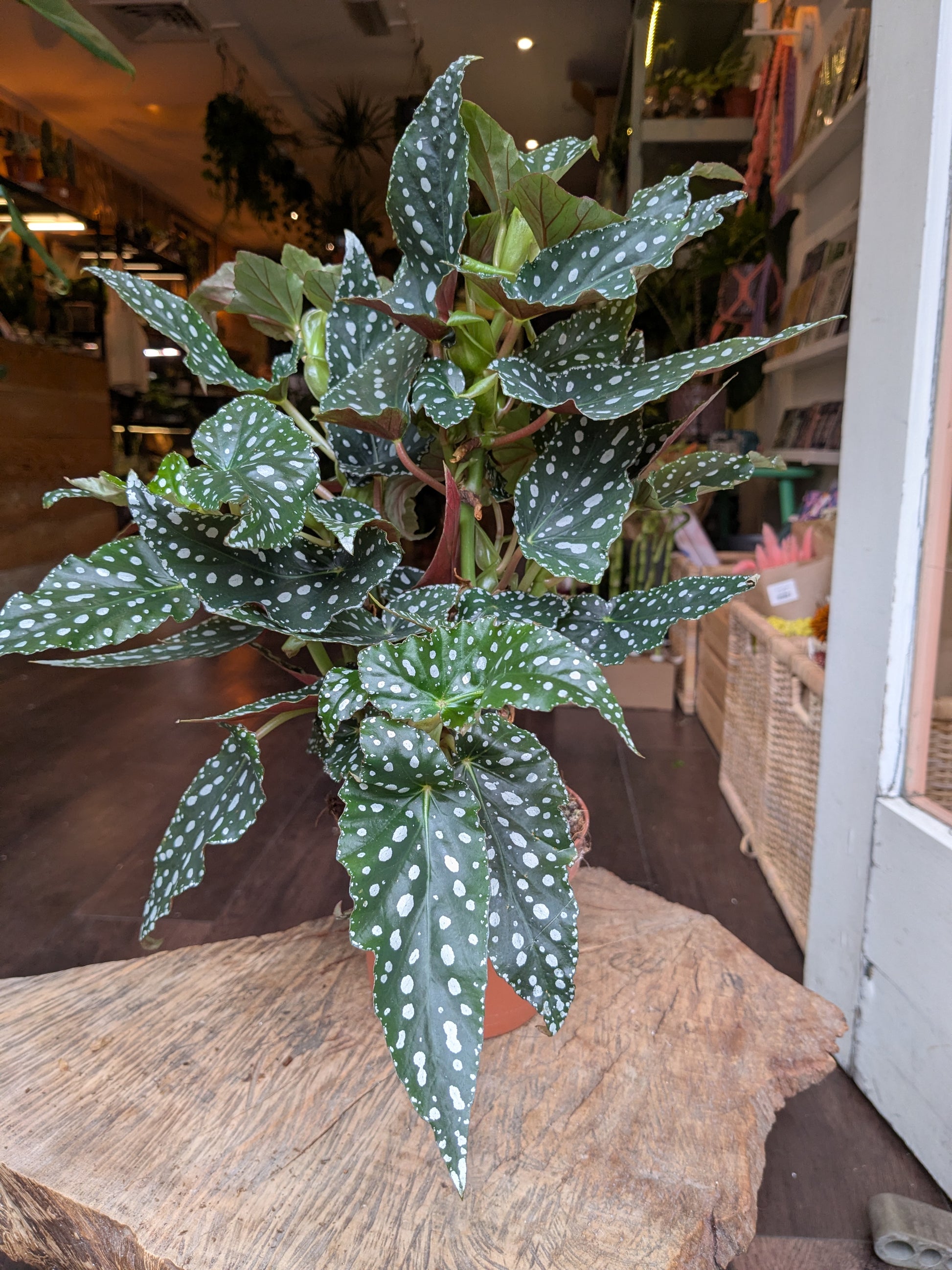 Polka dot begonia plant in a store setting