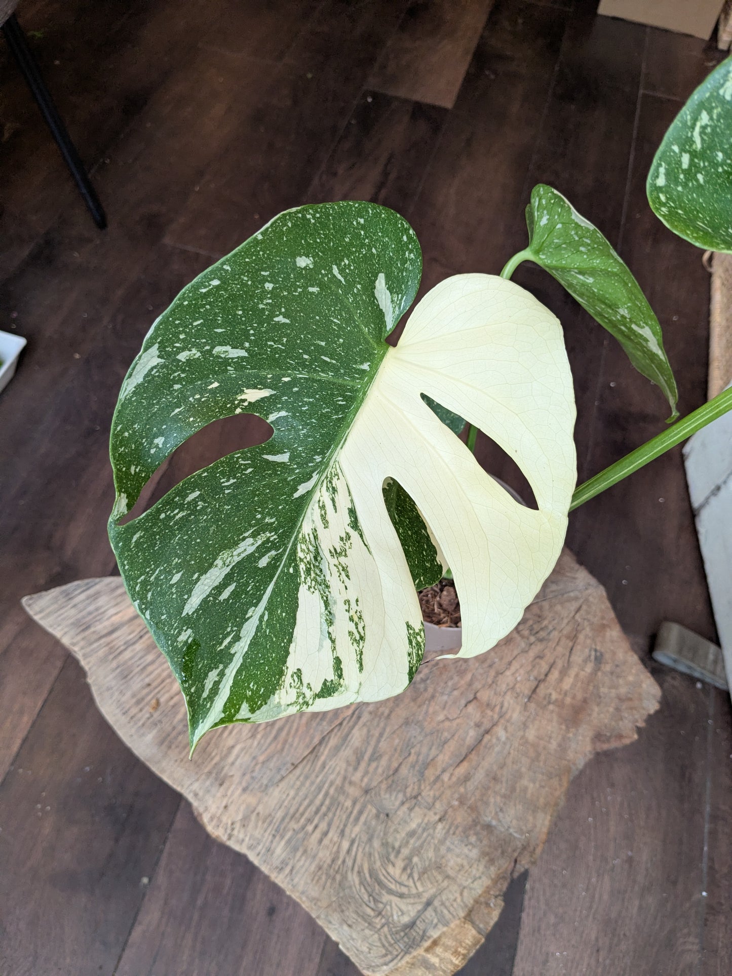 Monstera plant leaf on a wooden surface