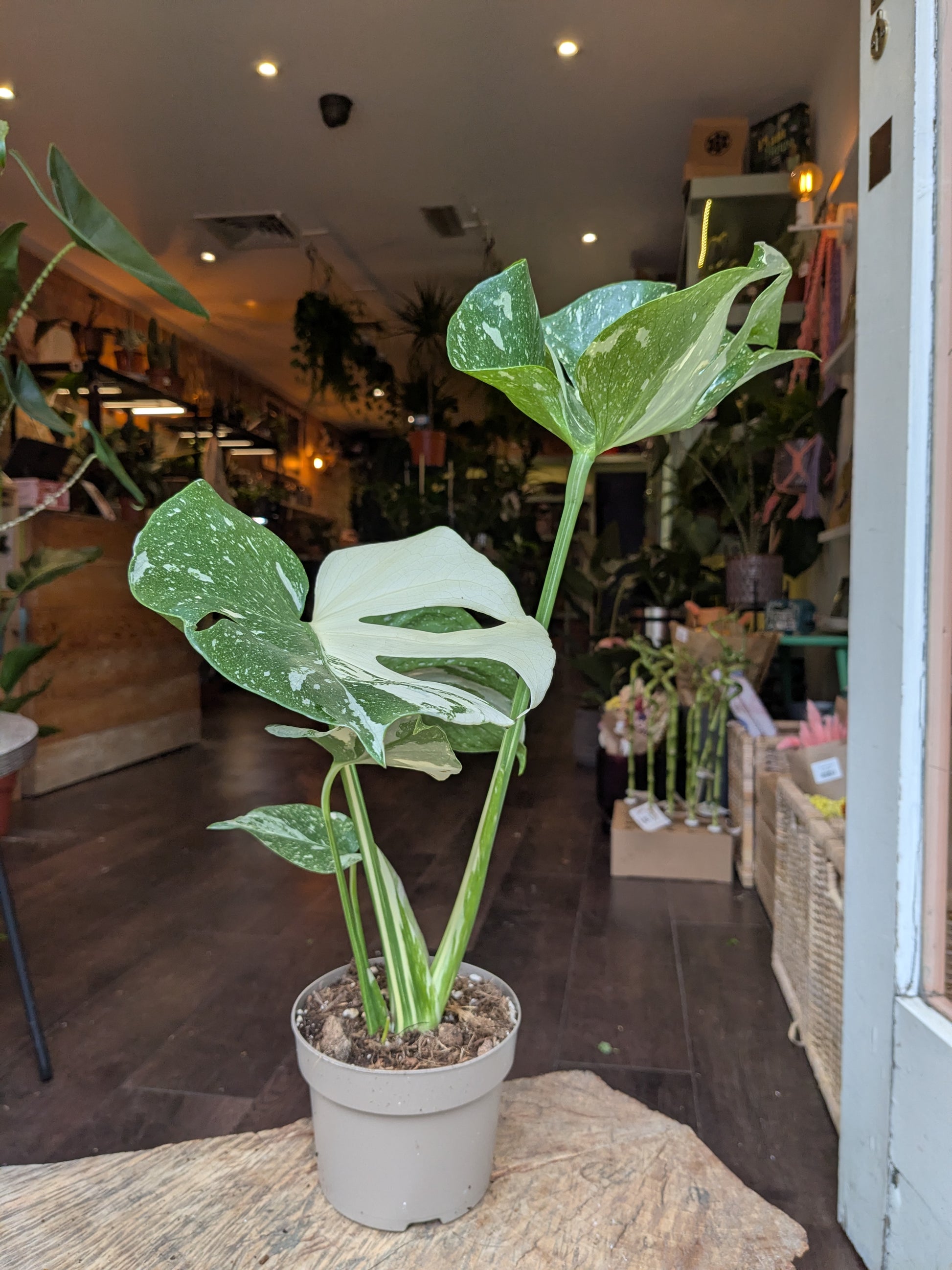 Potted plant in a store setting with various plants and decor in the background