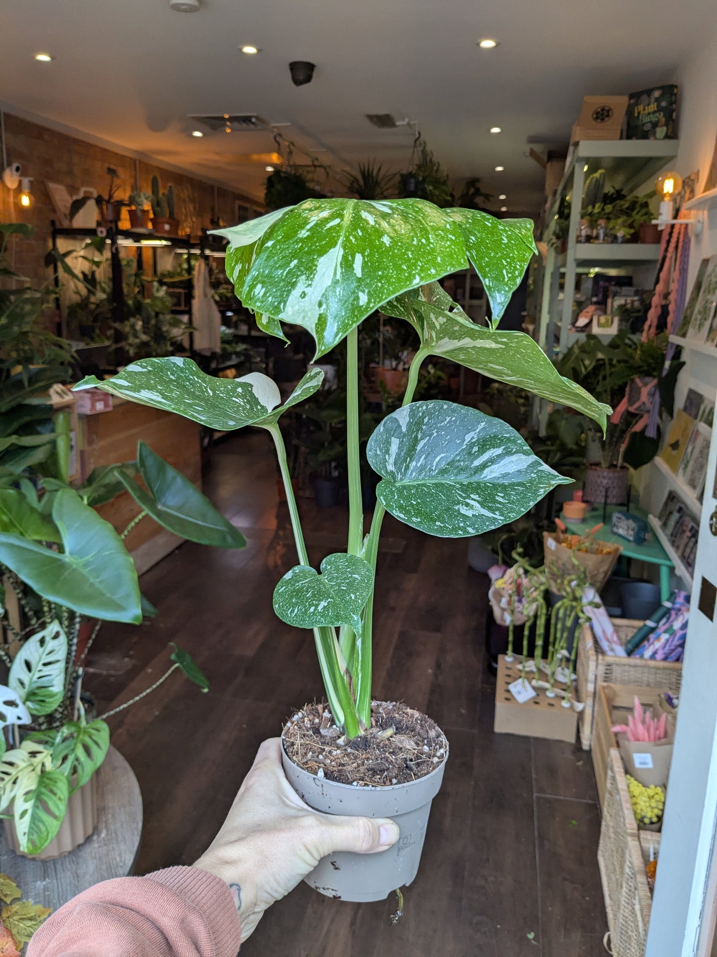 Person holding a potted plant in a store with various plants and products in the background