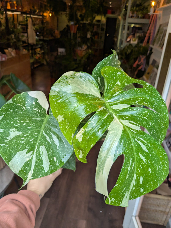 Hand holding two large green leaves with white spots in an indoor setting