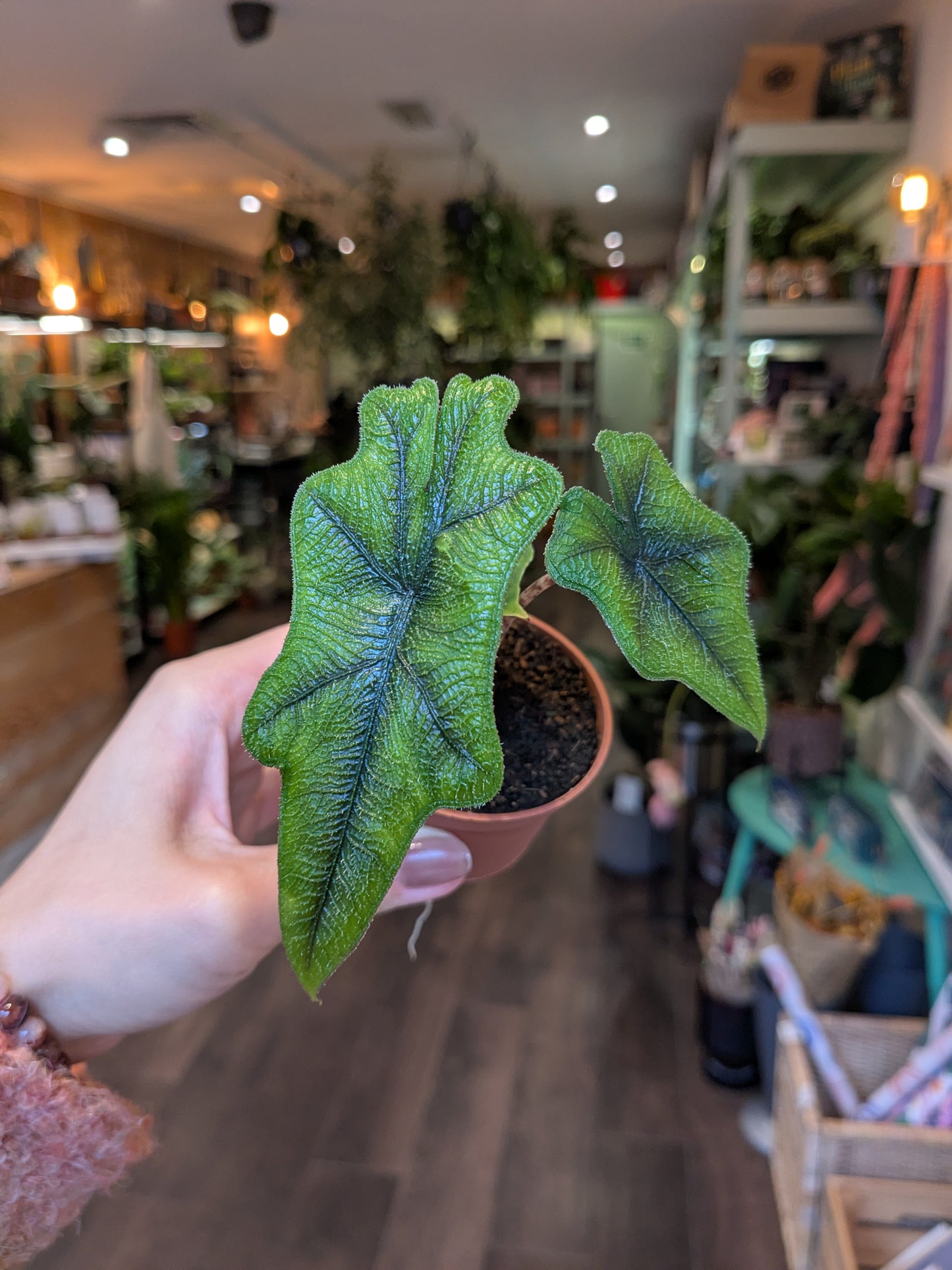 Alocasia Jacklyn