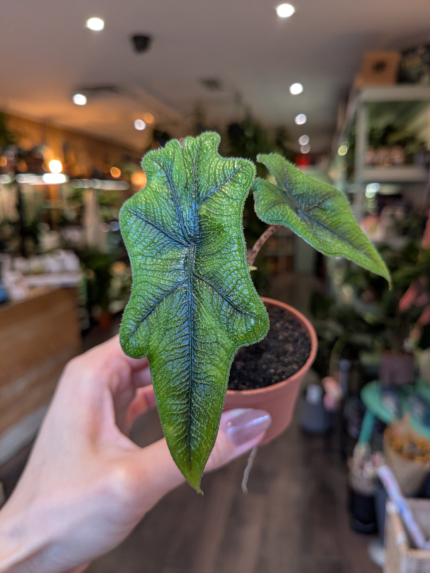 Alocasia Jacklyn