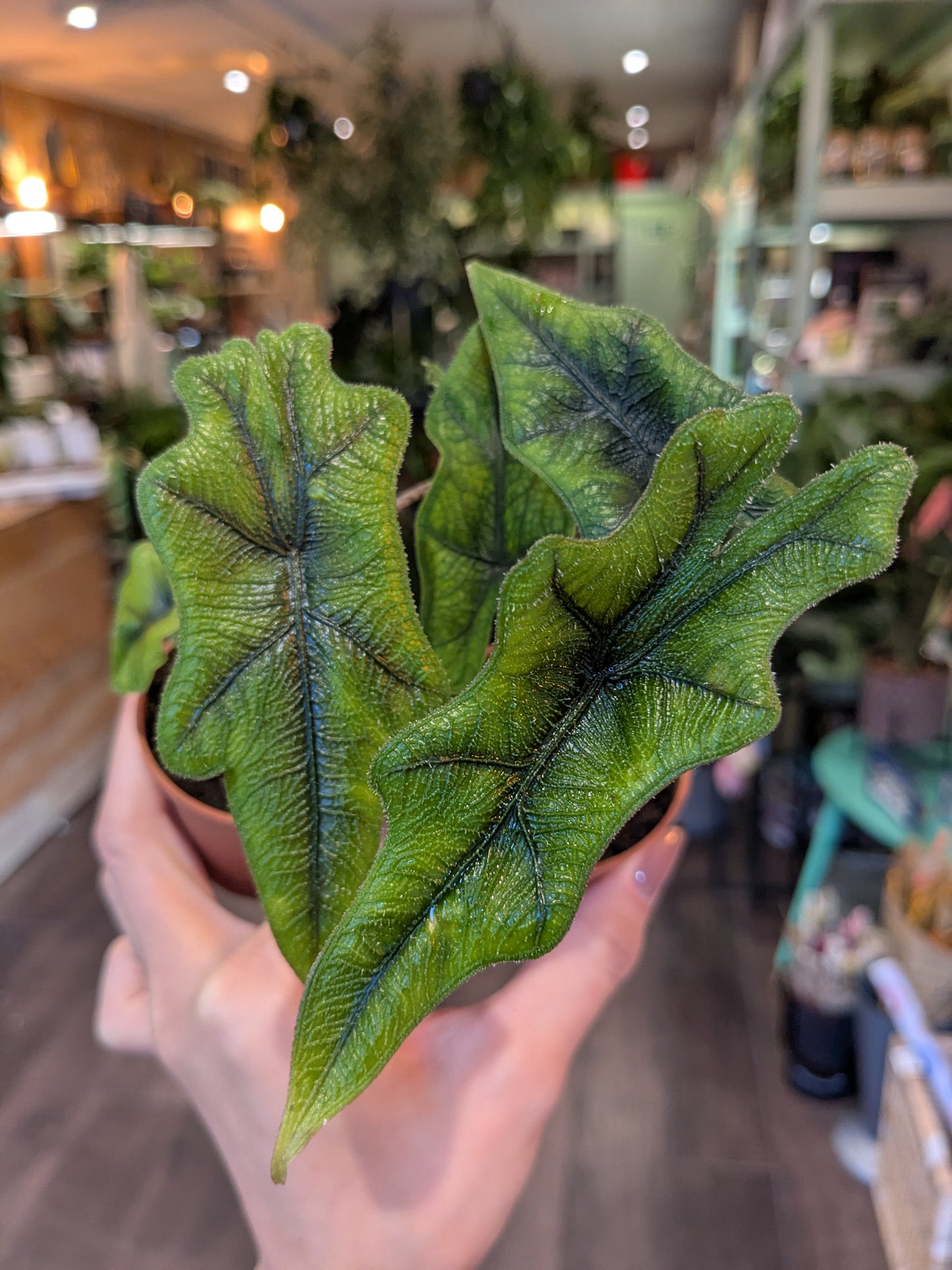 Alocasia Jacklyn