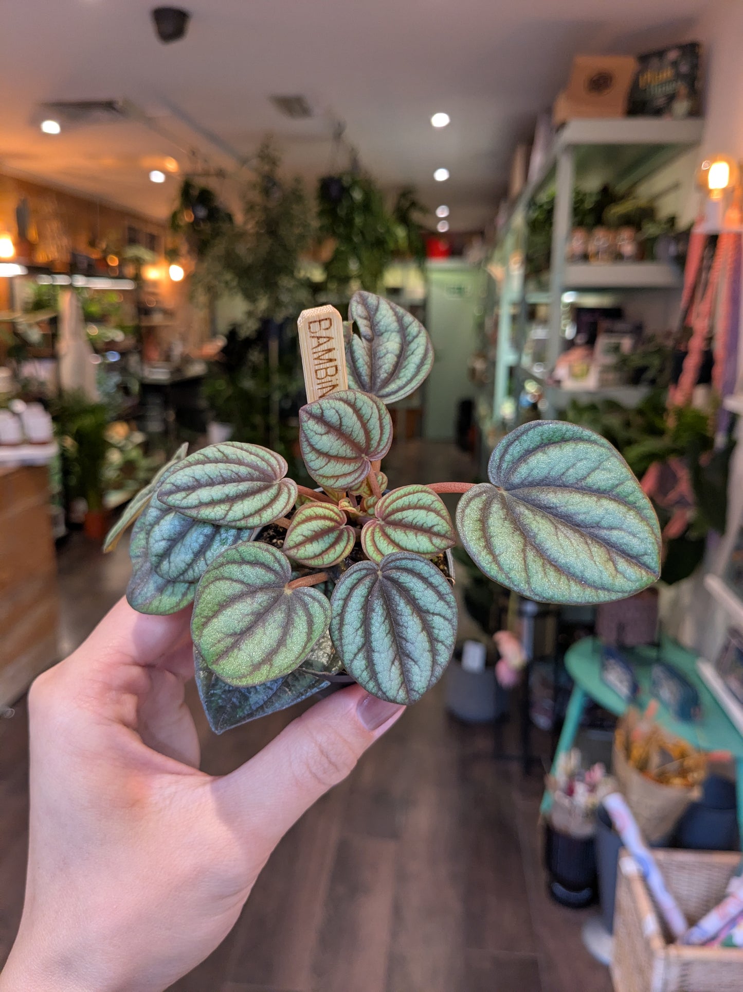 Hand holding a small potted plant with a blurred indoor setting