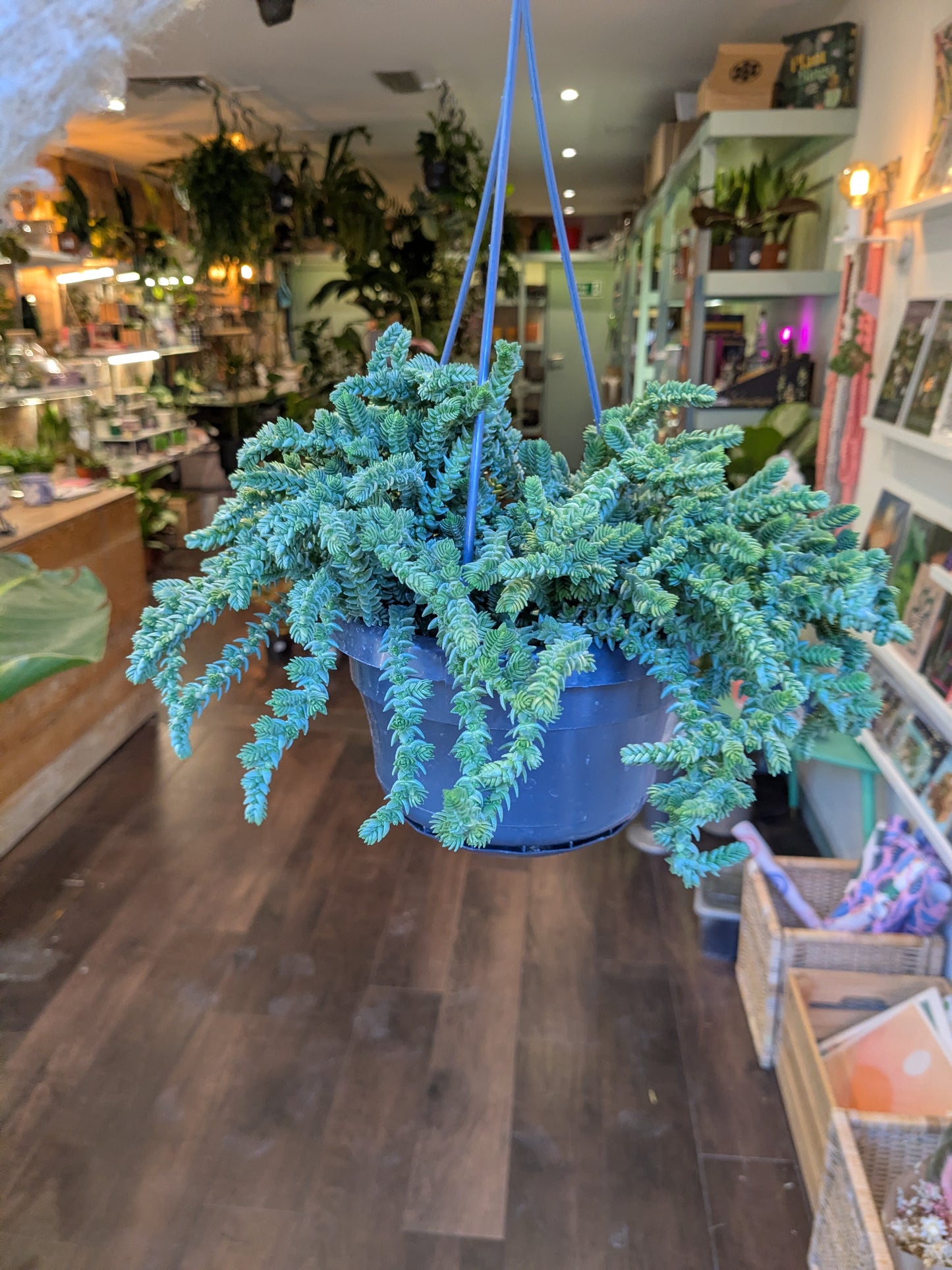 Hanging blue pot with green plant in a store setting